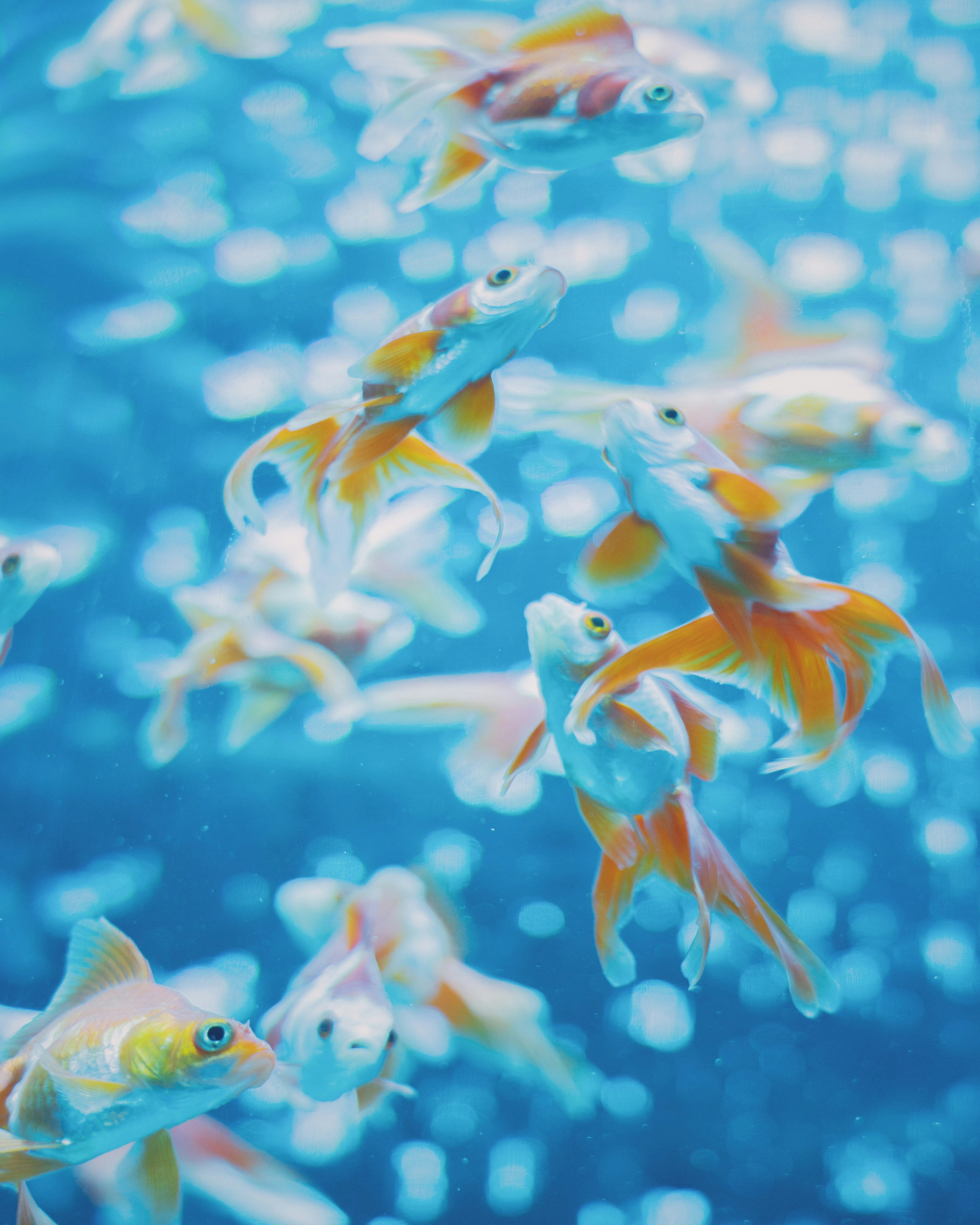 École de poissons rouges nageant dans l'eau avec des bulles et un fond bleu