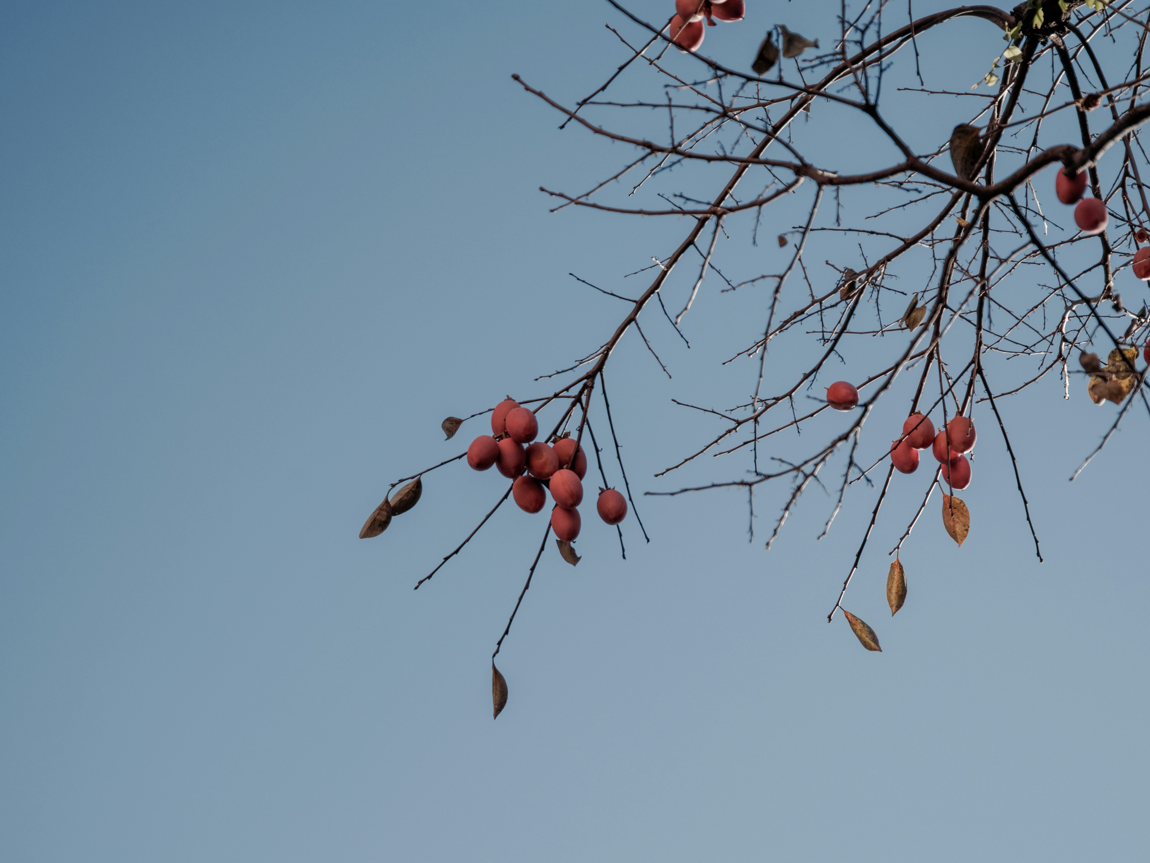 Cabang pohon dengan buah merah di bawah langit biru