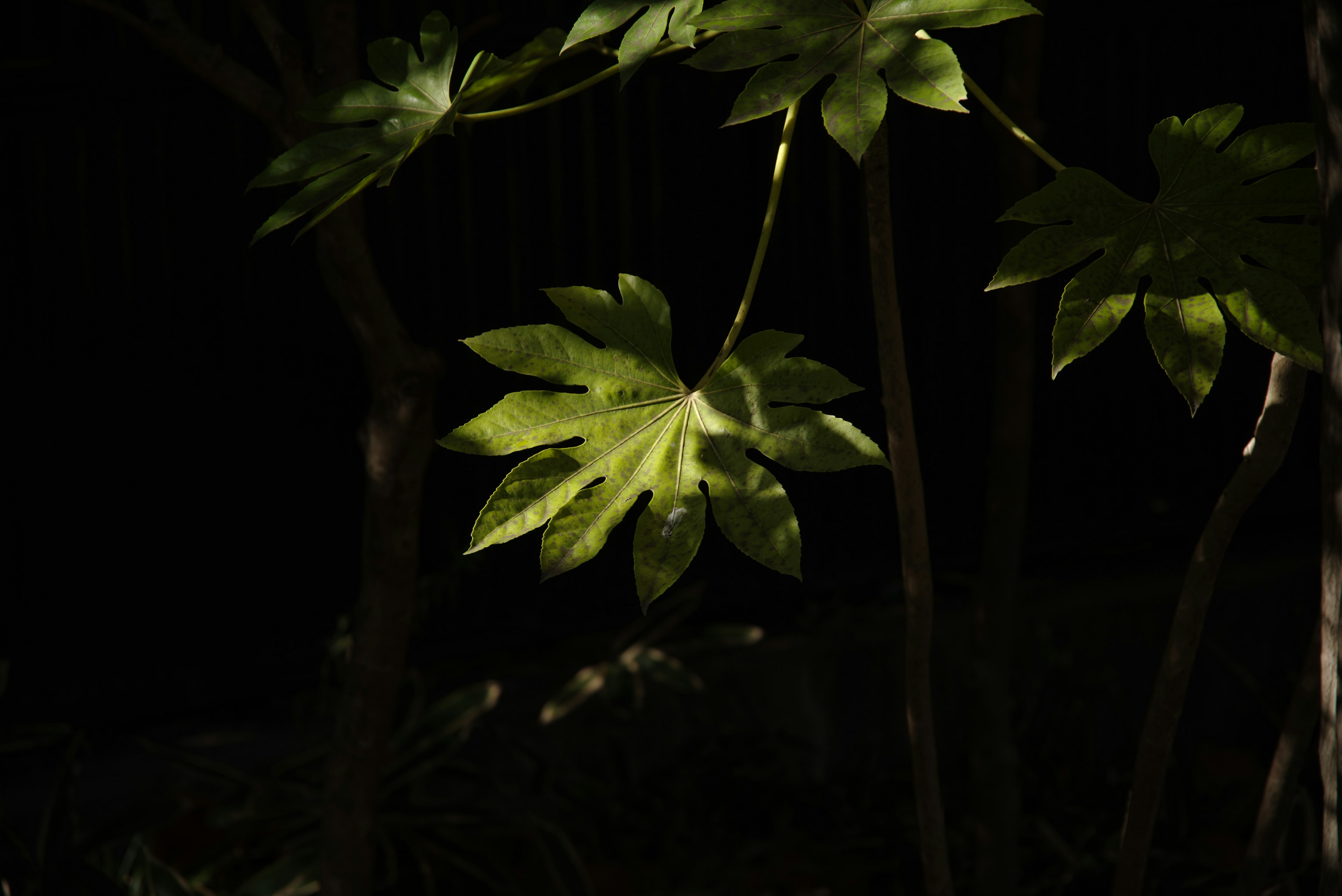 Gros plan sur des feuilles vertes illuminées sur fond sombre