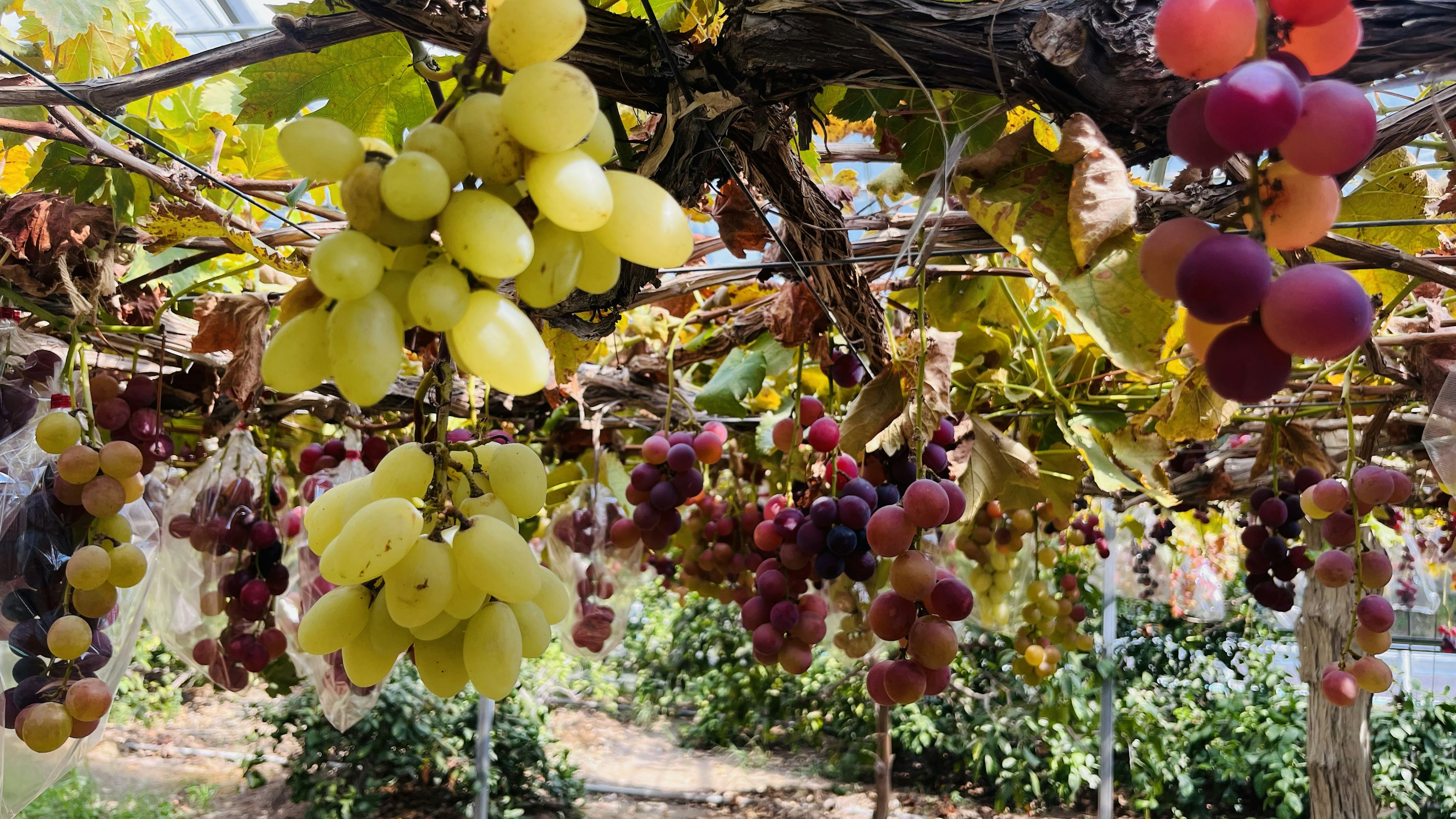 A photo of a grapevine with clusters of yellow and red grapes hanging