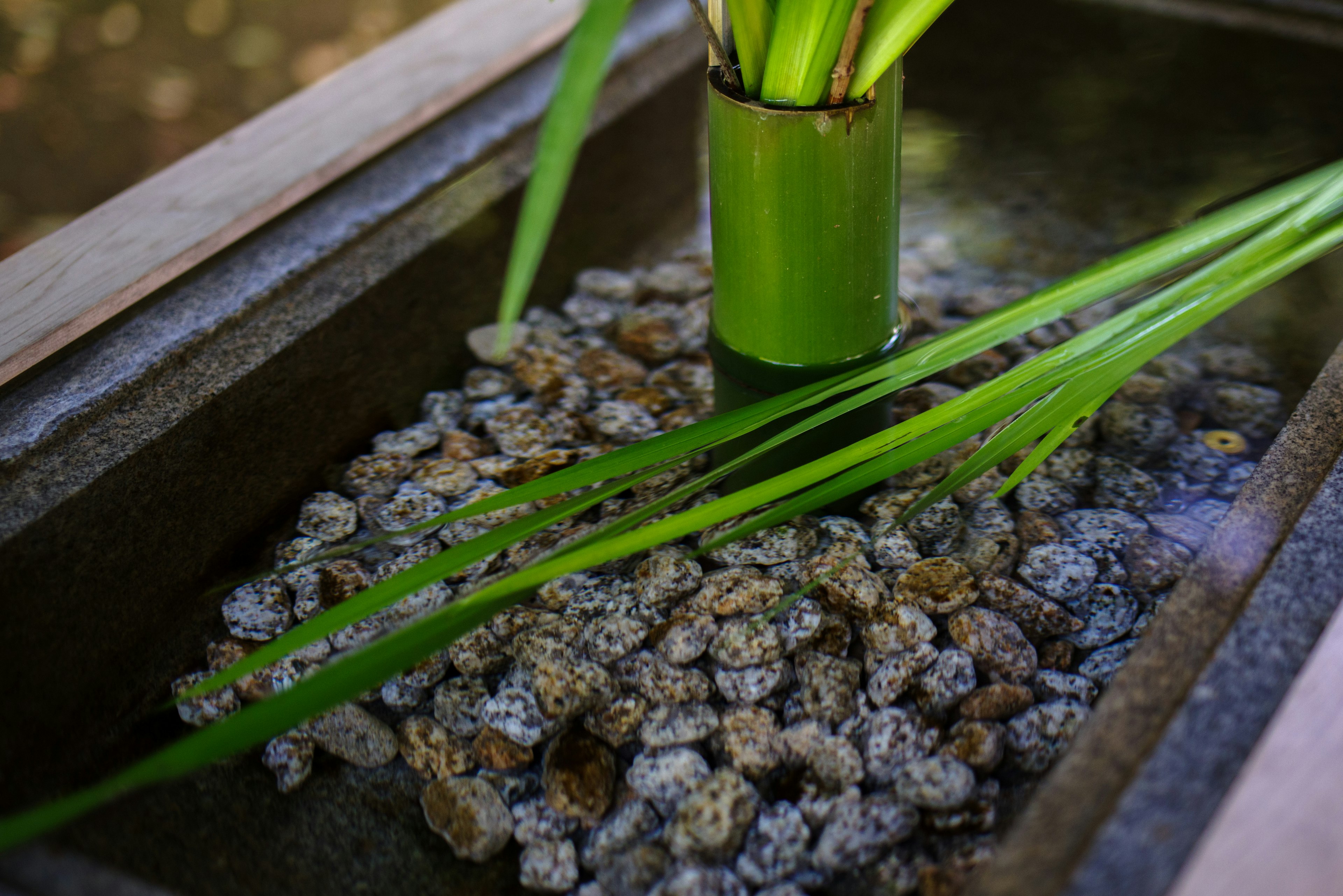 Un jarrón de bambú en un estanque de agua lleno de piedras y hojas verdes