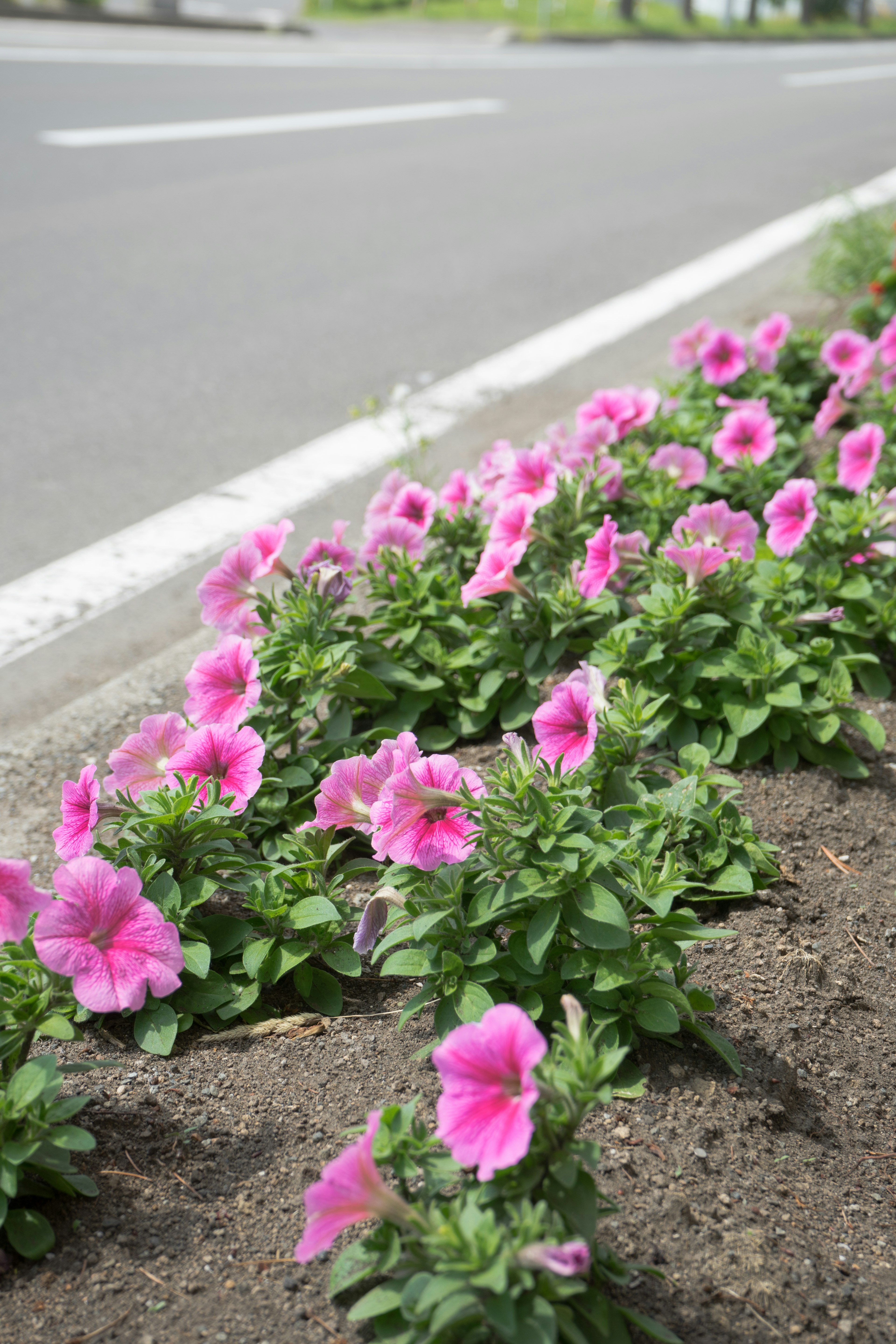 Flores de petunia rosa floreciendo al borde de la carretera