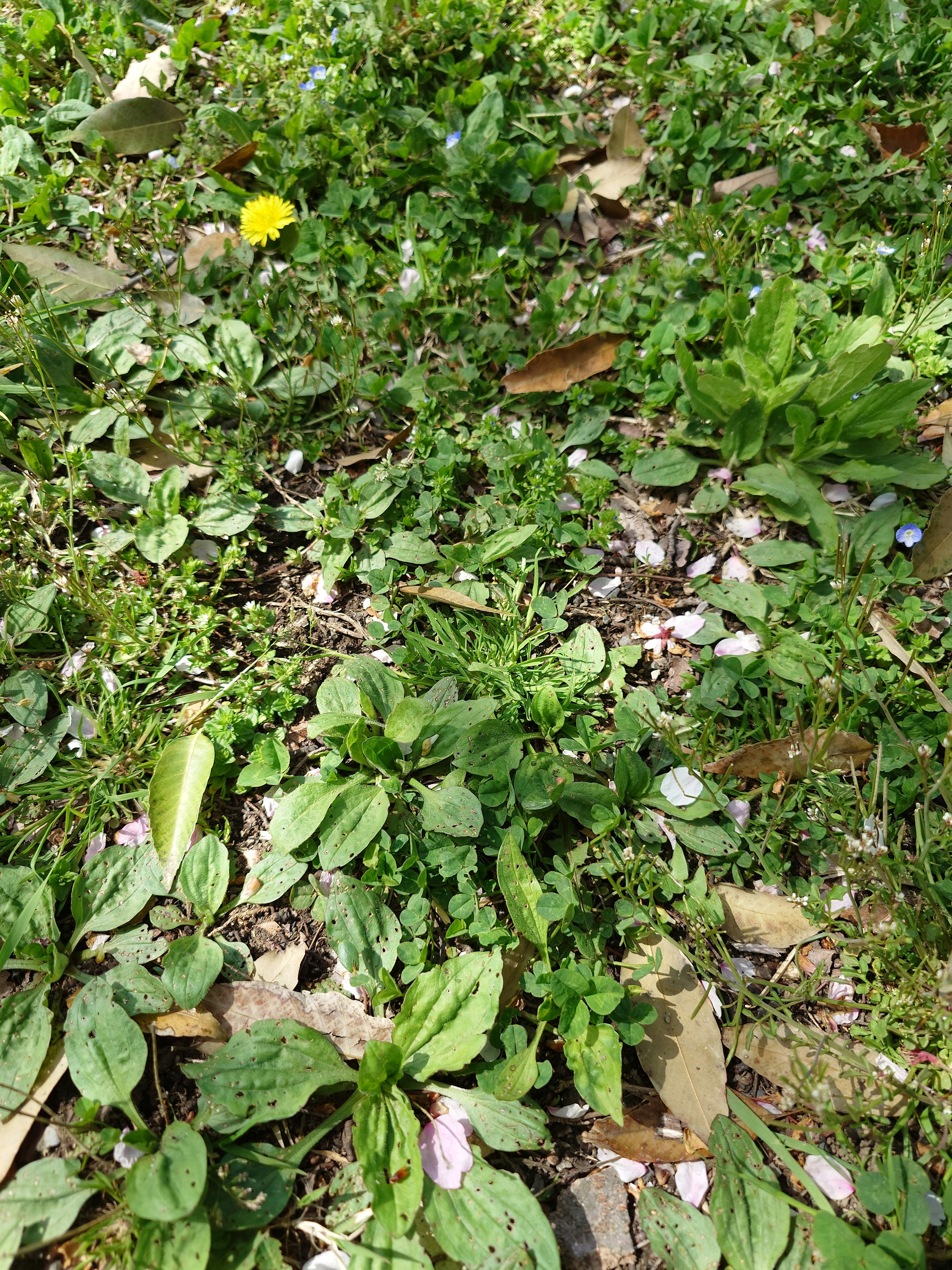 Bild von grünem Gras mit verstreuten Blütenblättern und einer auffälligen gelben Löwenzahnblume