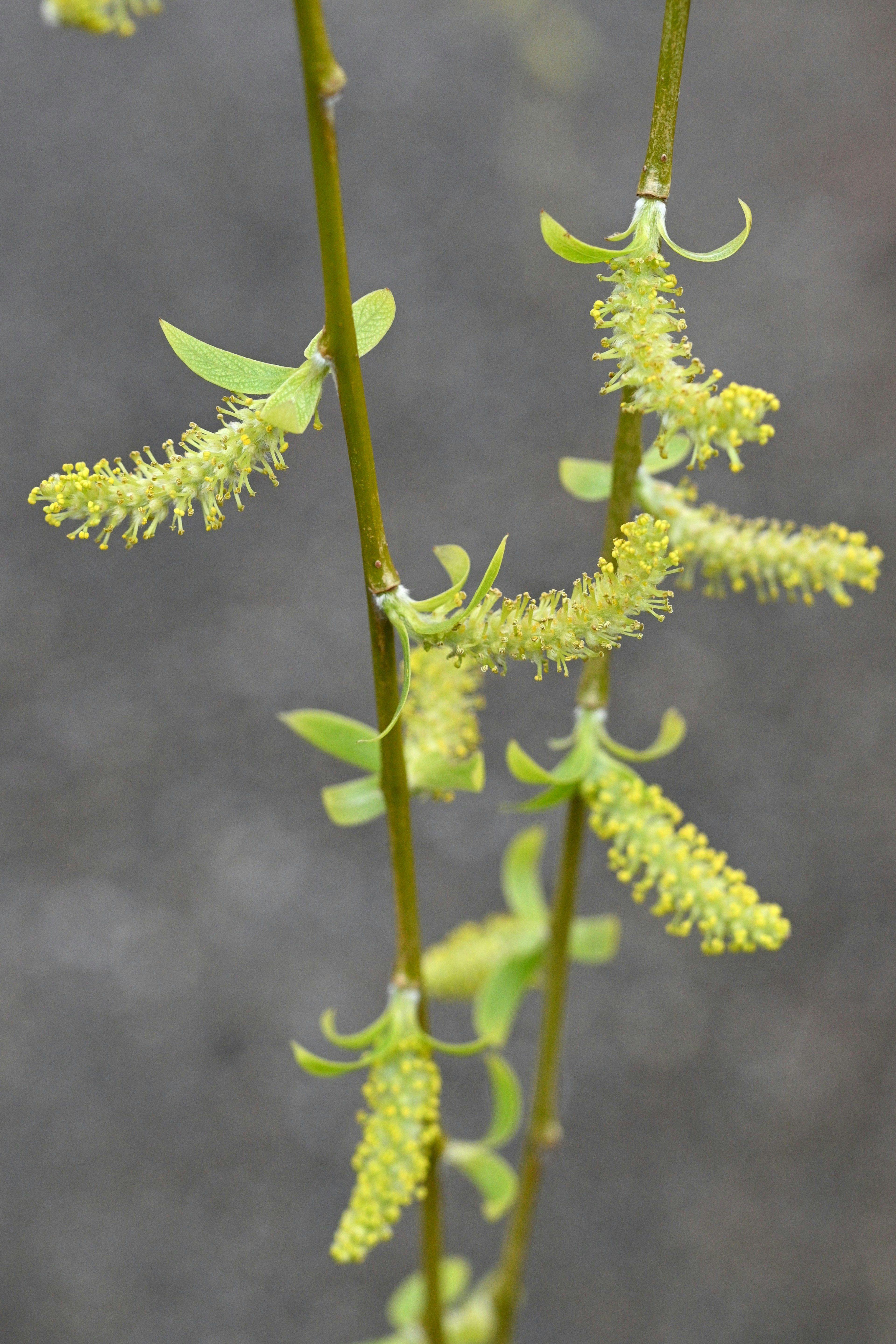 Long slender branch with clusters of yellow-green flowers