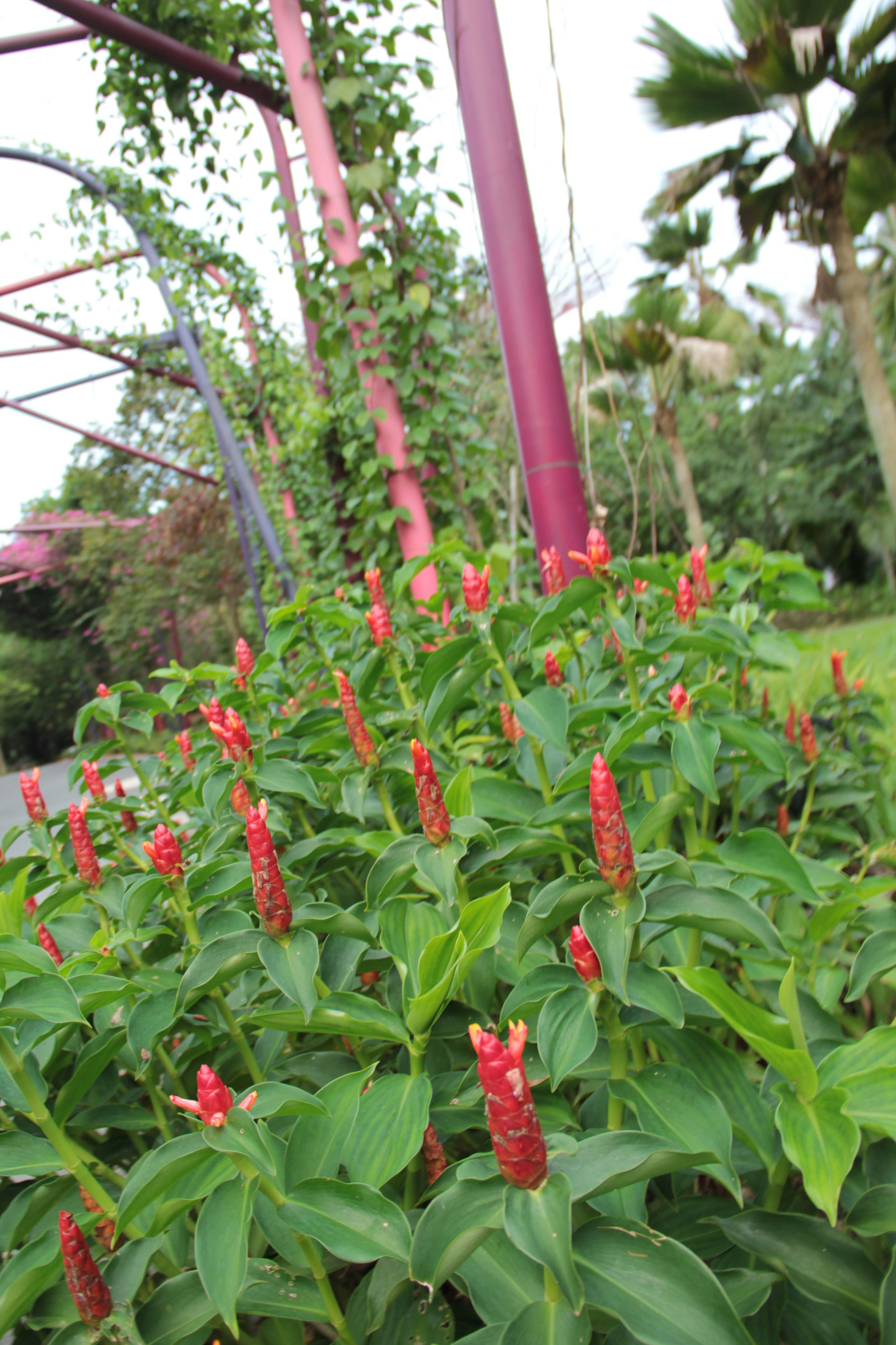 Reihe von grünen Pflanzen mit roten Blumen in einem Garten