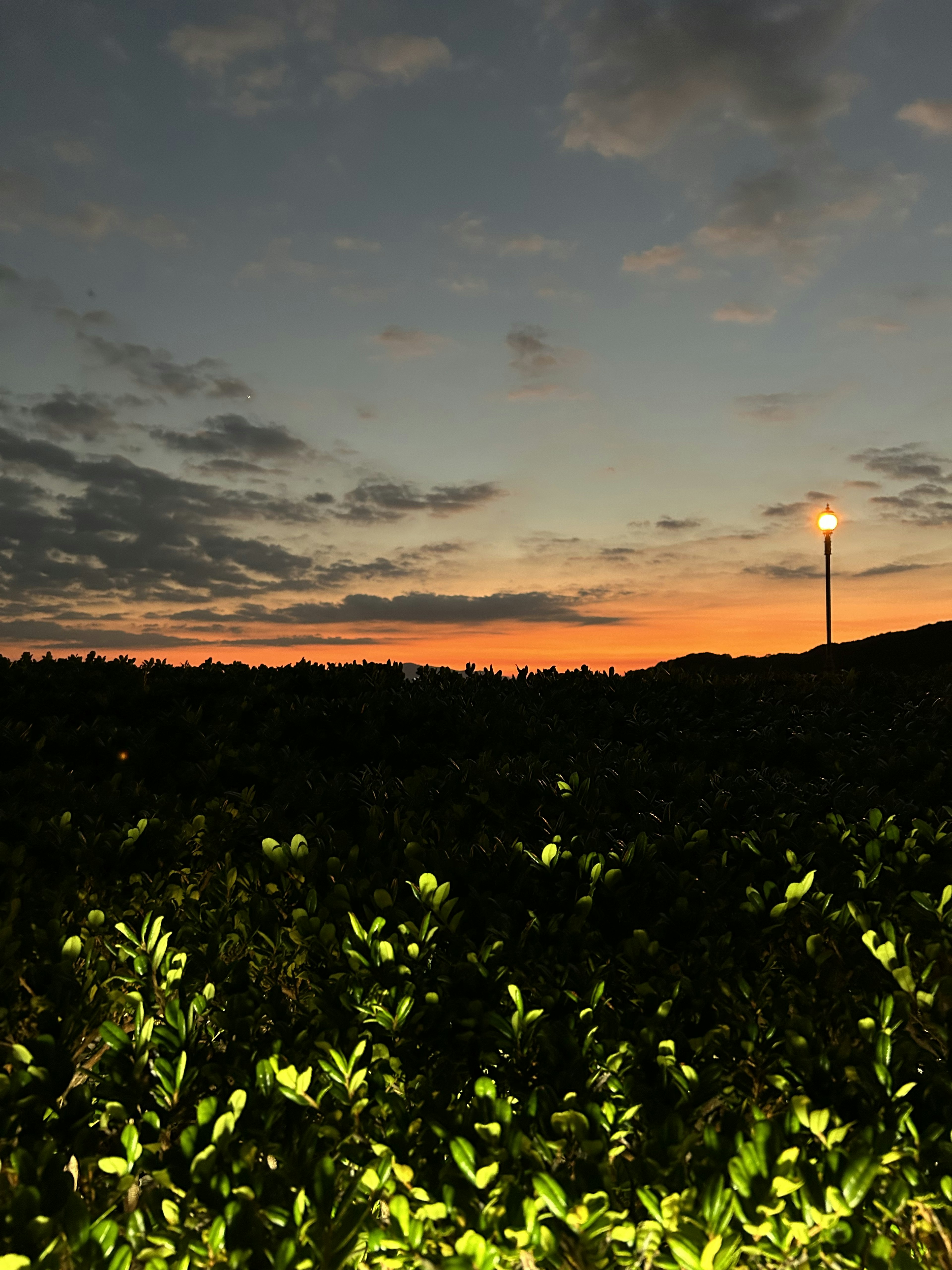 夕焼けに照らされた緑の植物と彼方に見える灯り