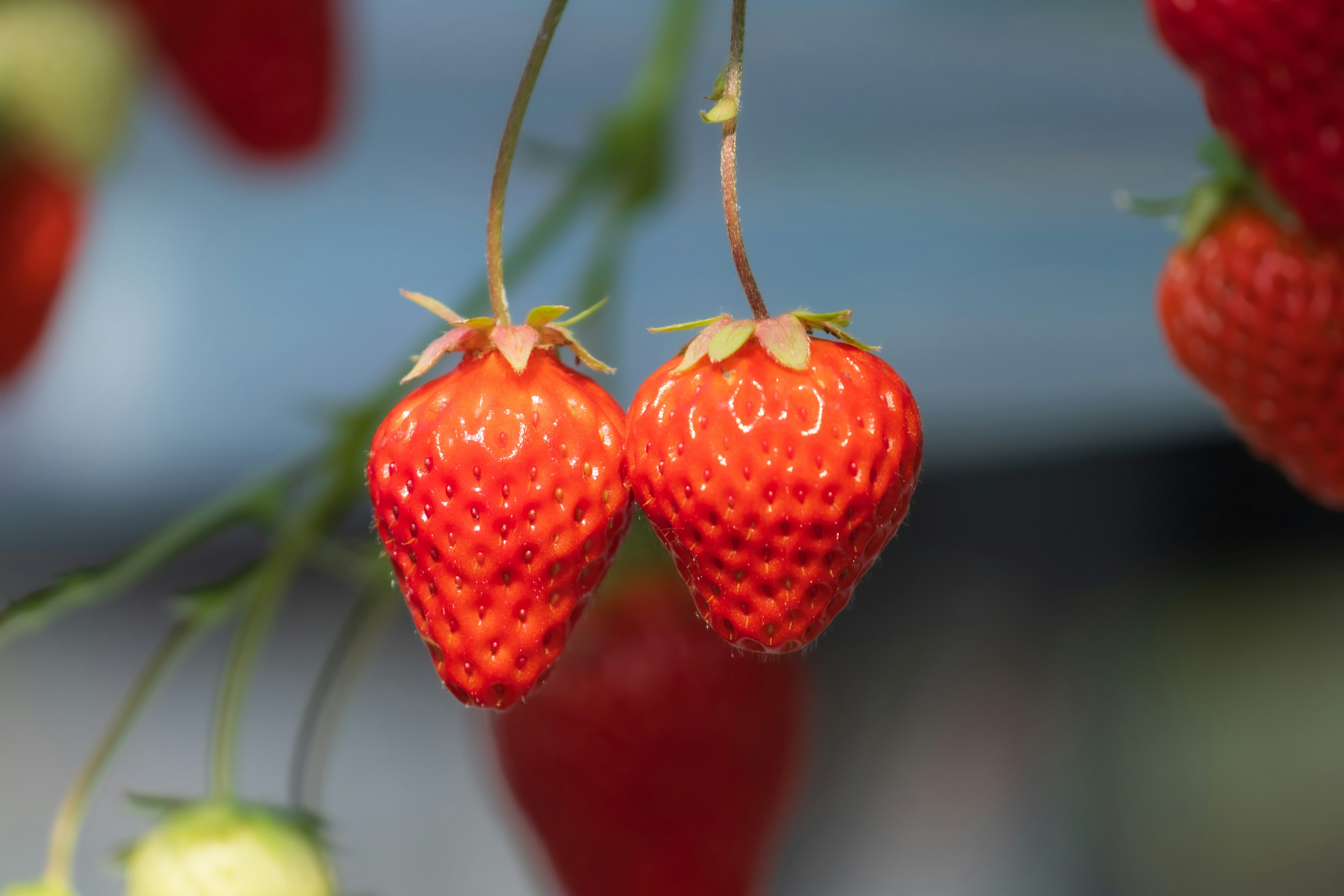 Zwei leuchtend rote Erdbeeren hängen zusammen