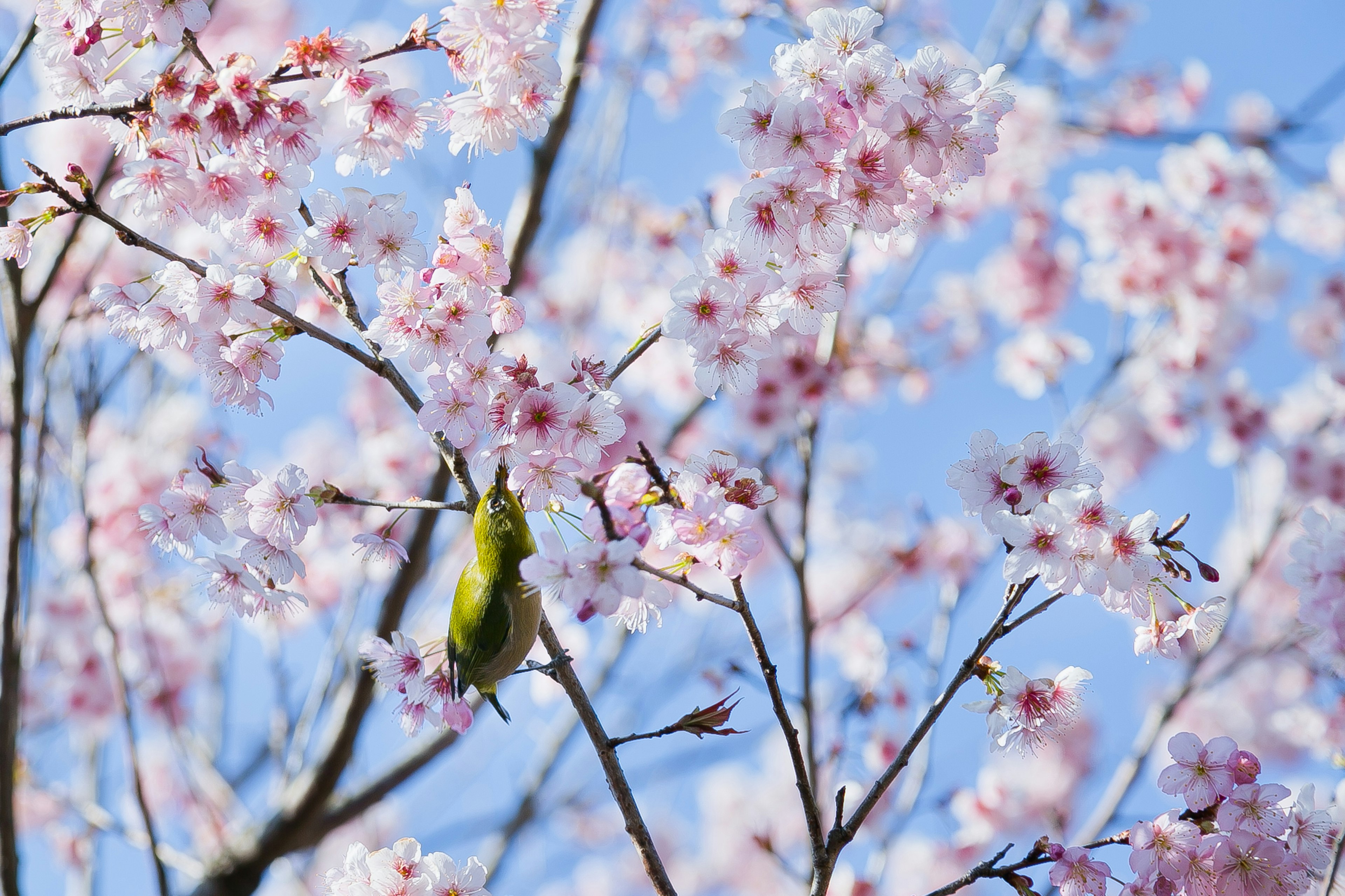 桜の花と小鳥が共存する美しい春の風景