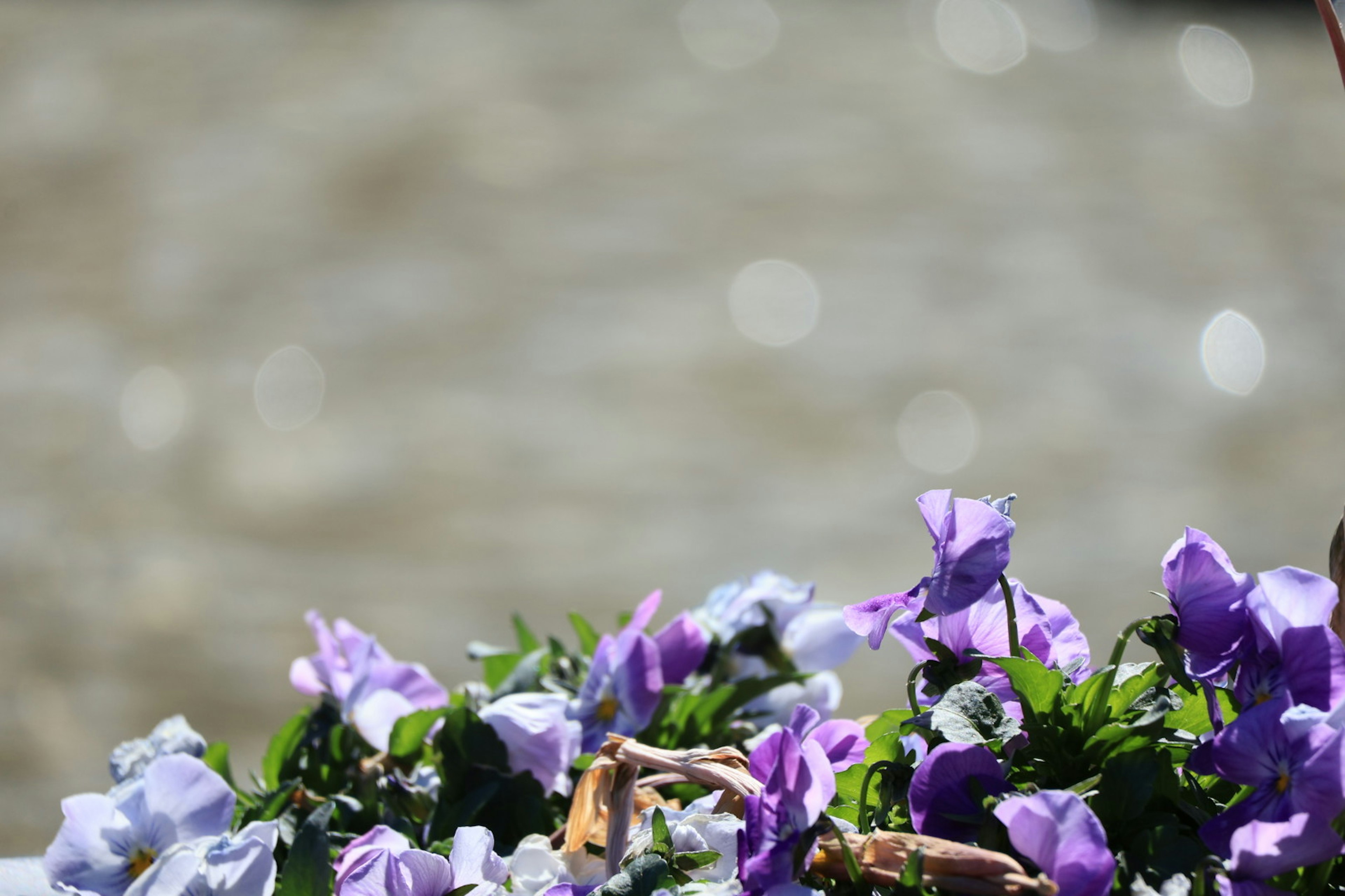 Nahaufnahme von lila Blumen am Wasser mit verschwommenem Hintergrund