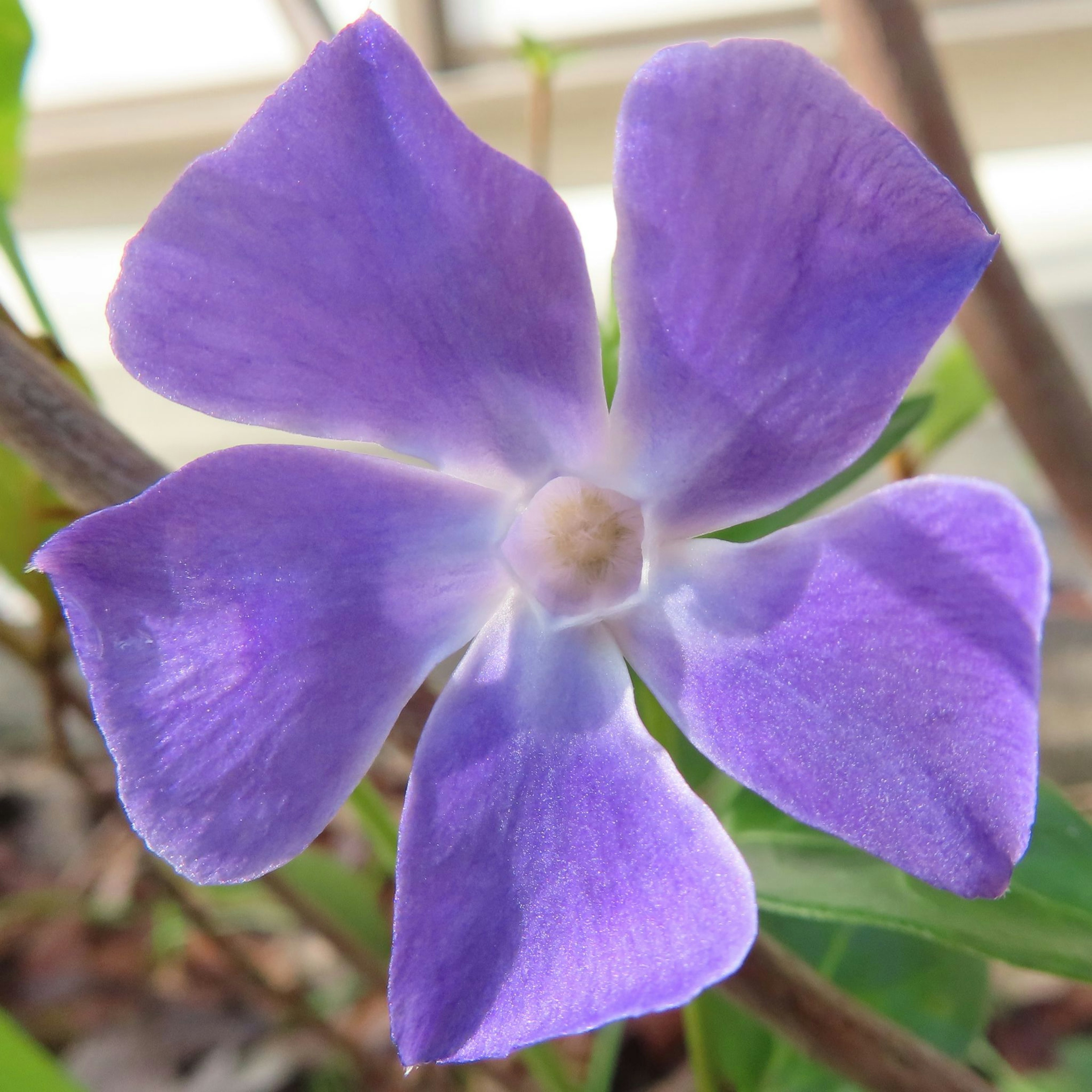 Primo piano di un fiore viola con petali lisci e delicati