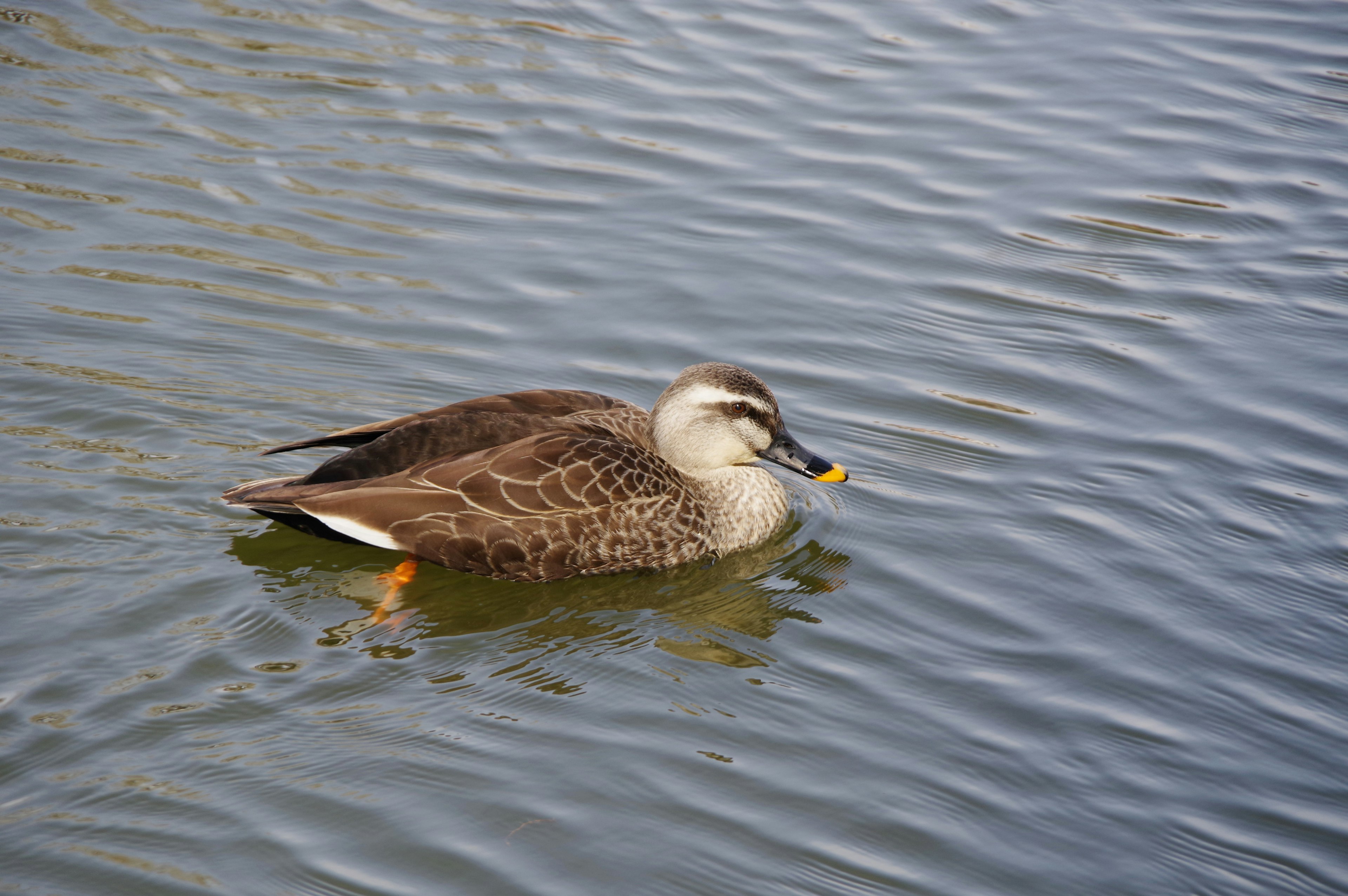 Seekor bebek yang berenang di permukaan air