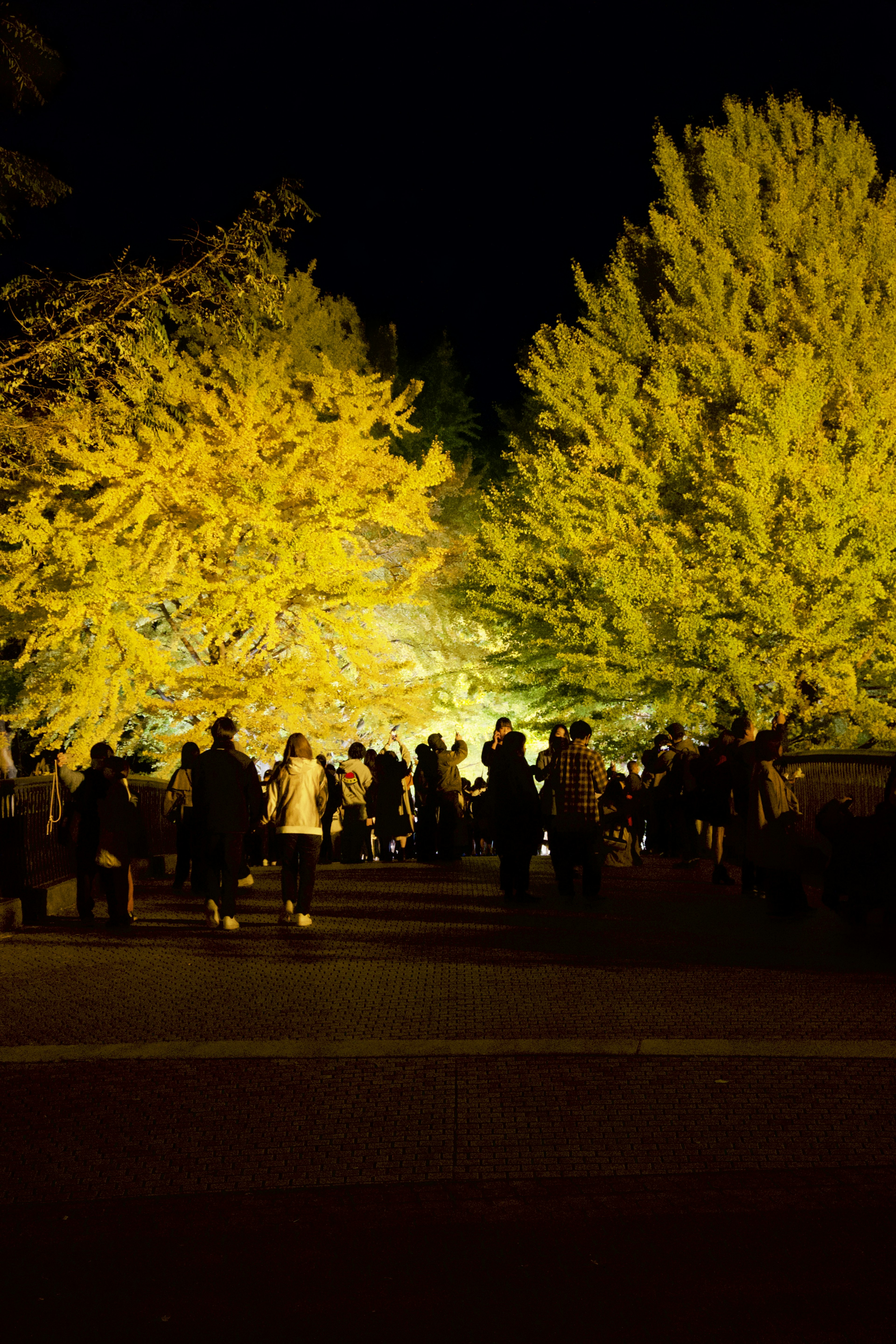 People gathering between yellow trees in a park at night