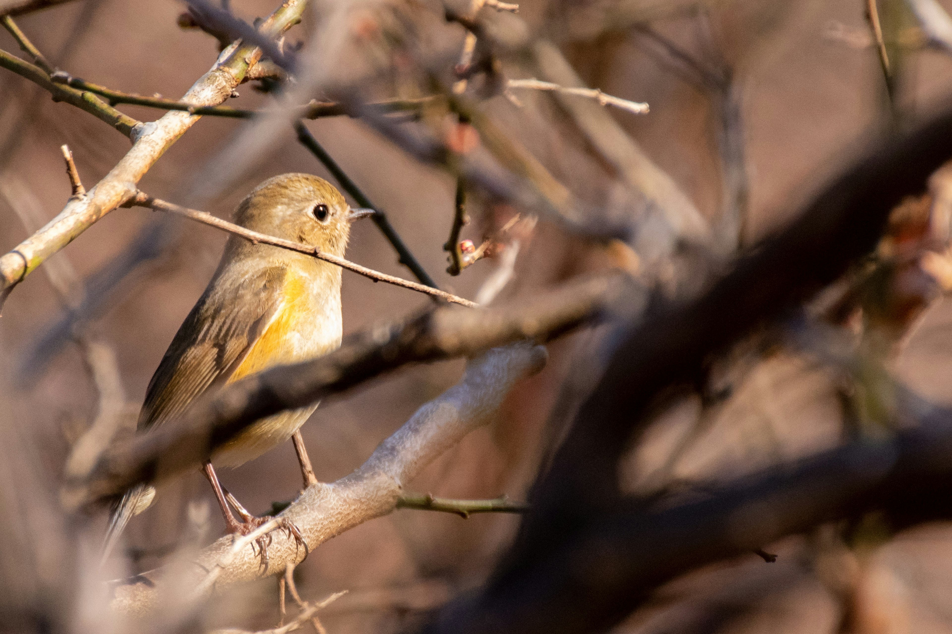 Ein Vogel, der auf einem Zweig sitzt mit braunen und orangefarbenen Federn