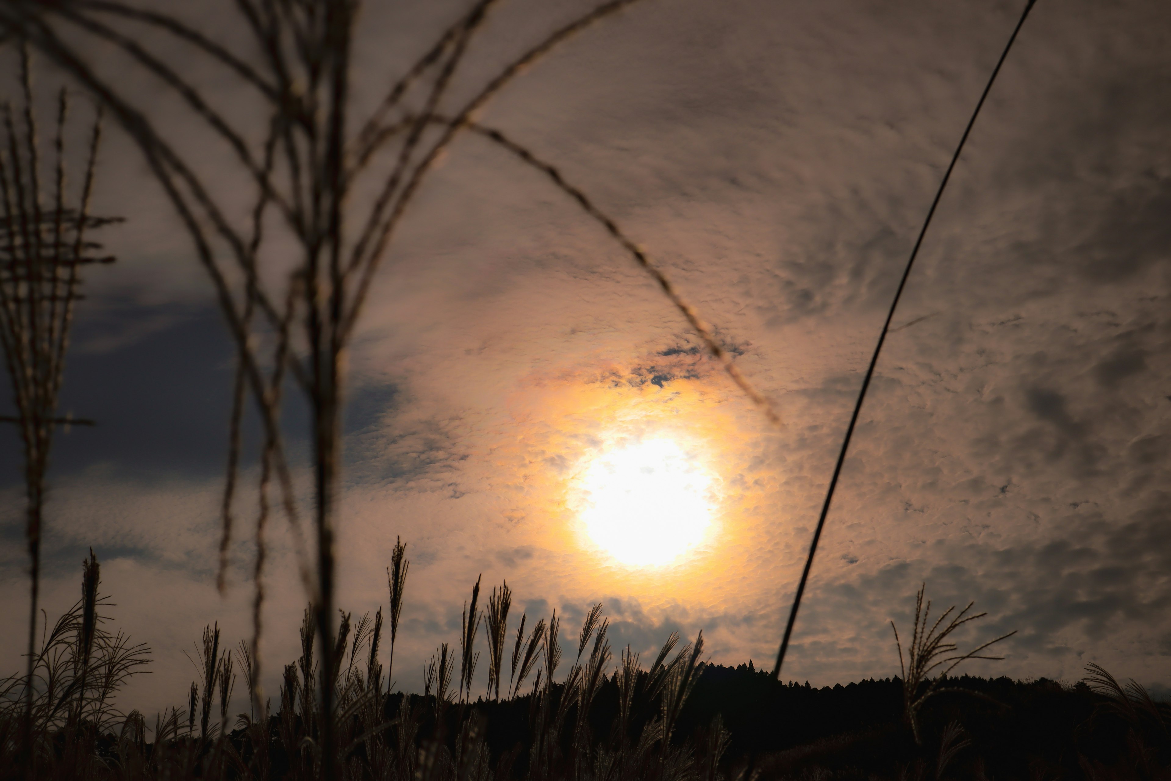 Silhouette d'herbe contre un ciel au coucher de soleil