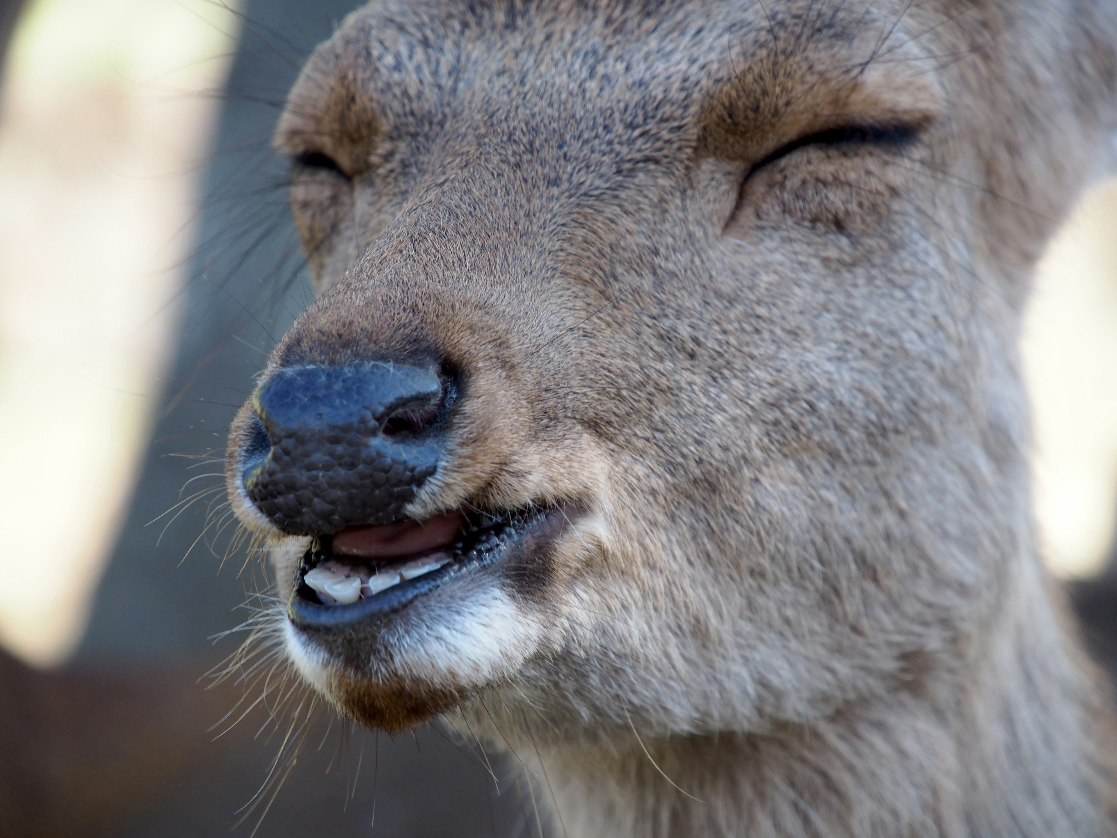 Close-up of a smiling deer face