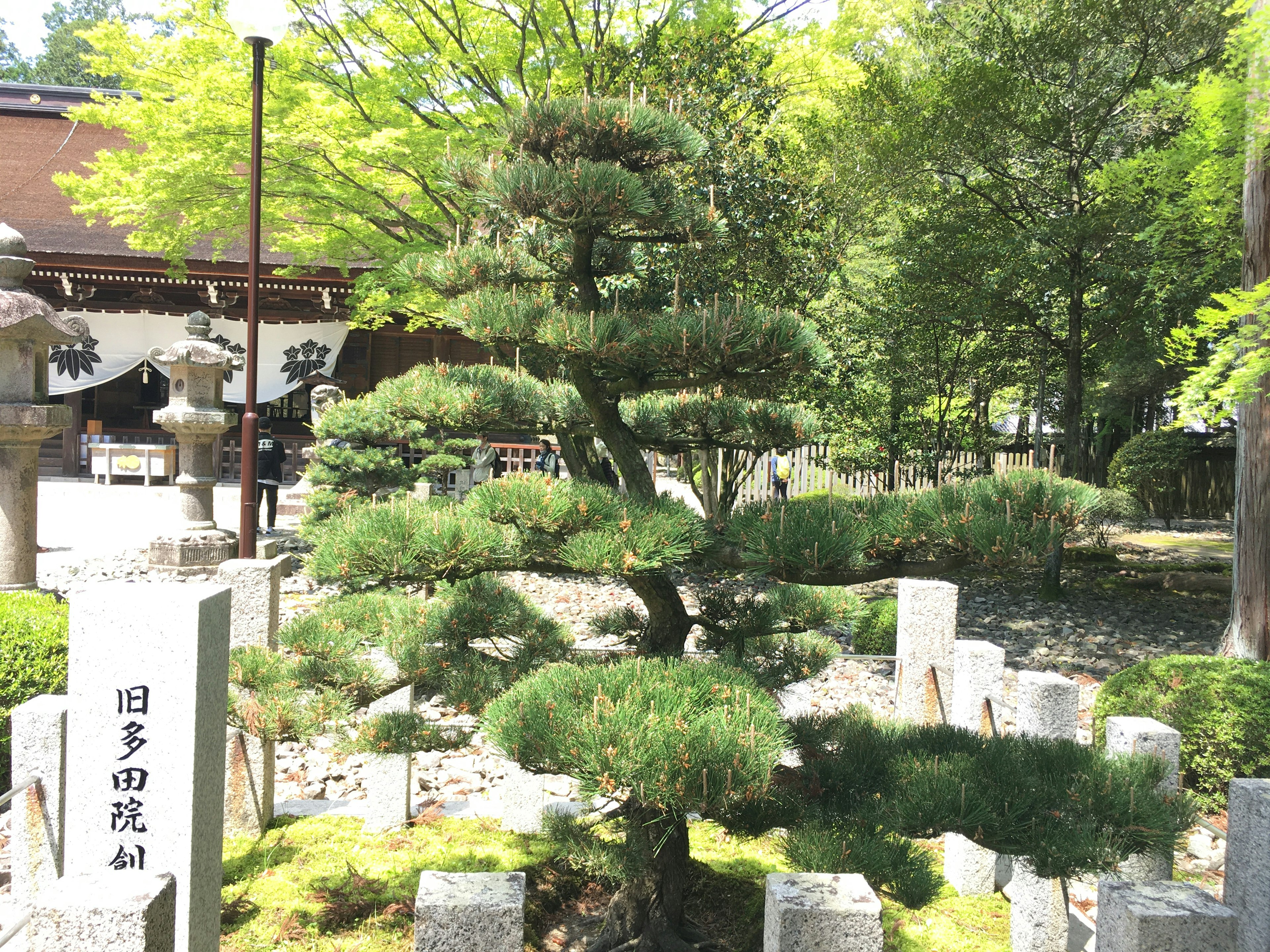 Un hermoso pino en un jardín japonés