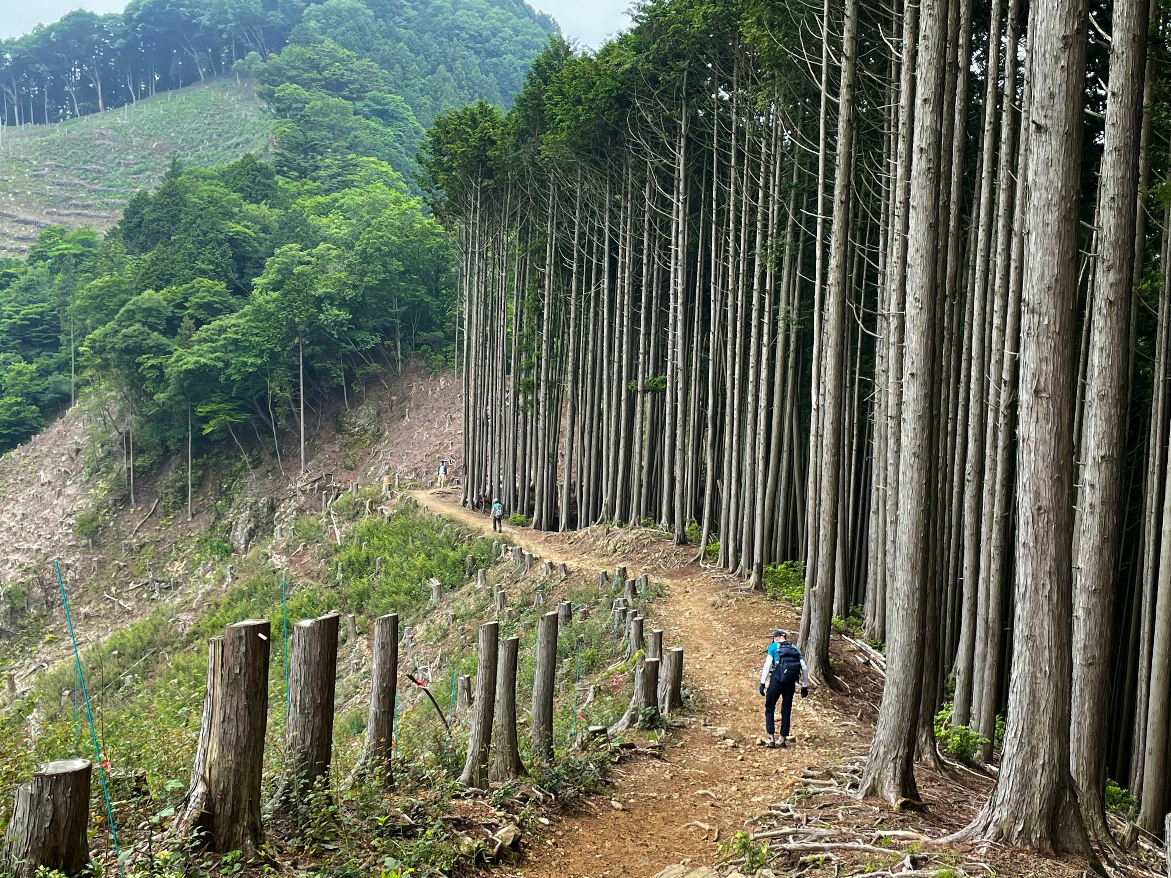 緑豊かな山道を歩く人の後ろ姿が映る森林の風景