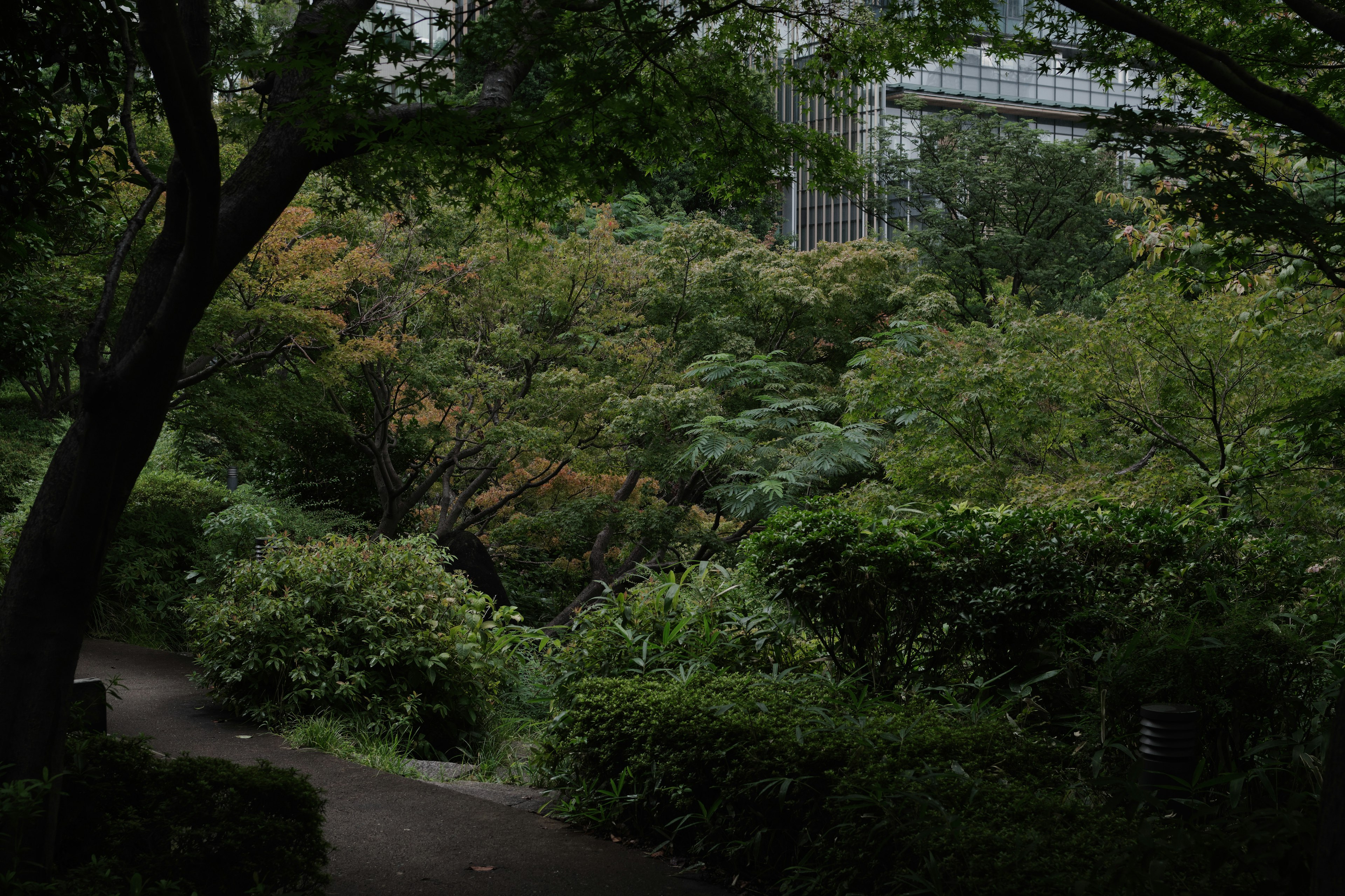 郁郁葱葱的公园景观 茂密的树木 绿色环境 背景中的城市建筑