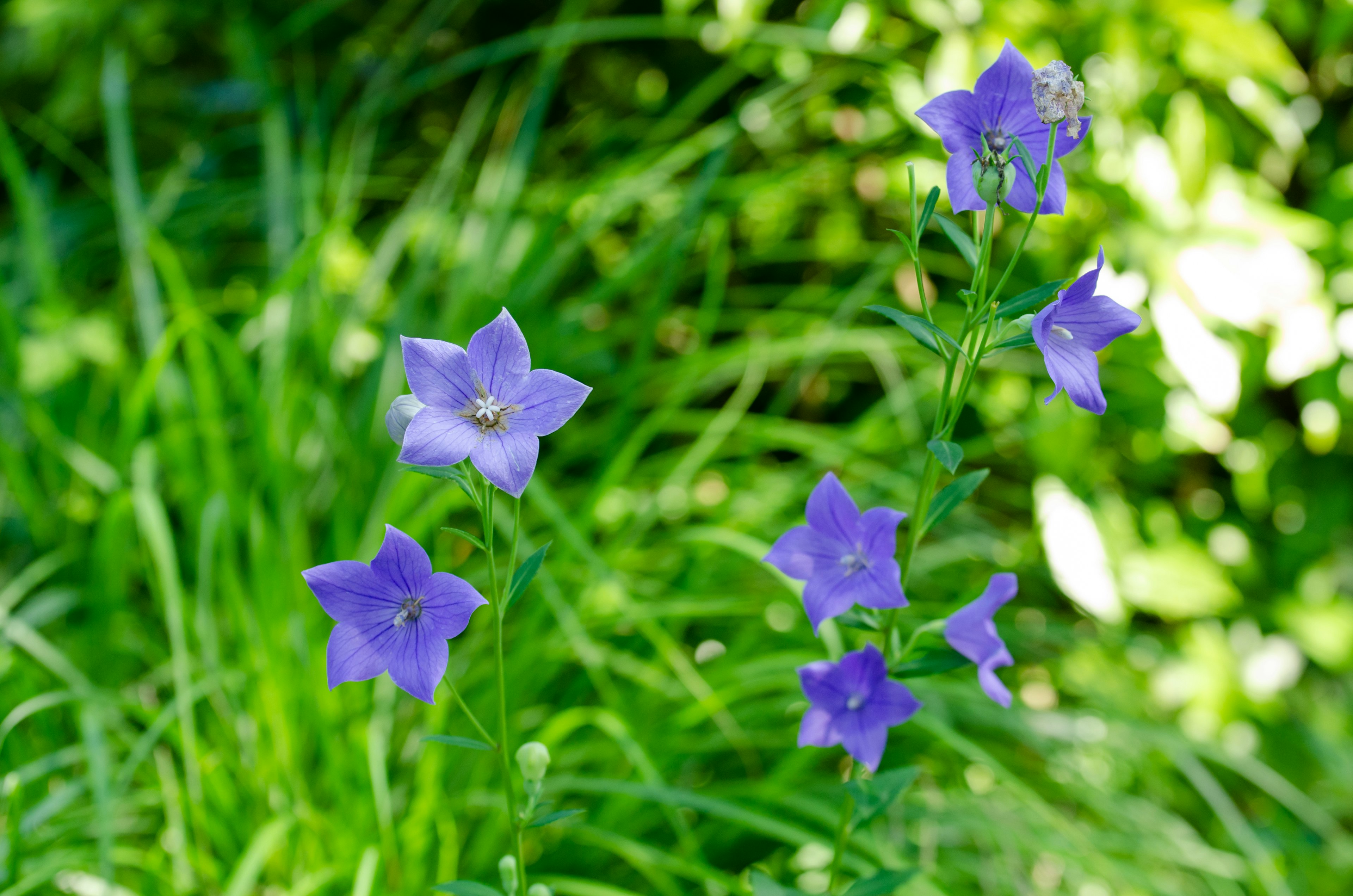 Fiori viola che sbocciano tra l'erba verde