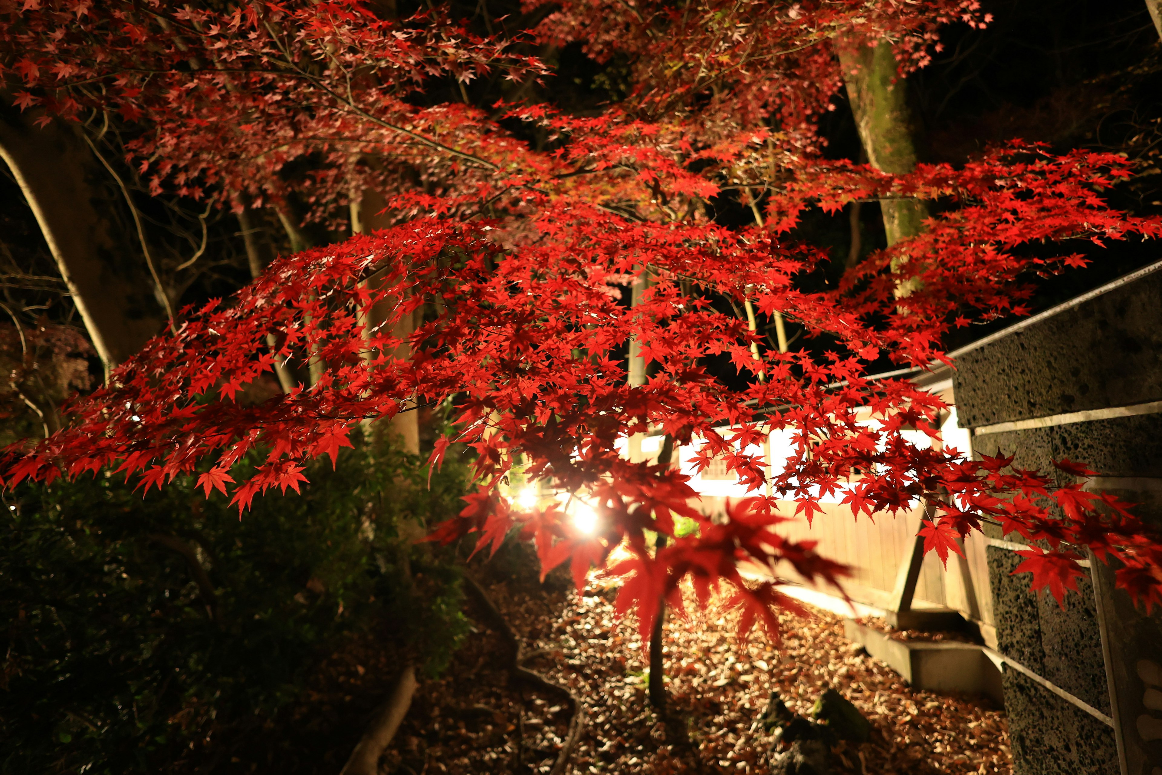 夜の紅葉したもみじの木と周囲の照明