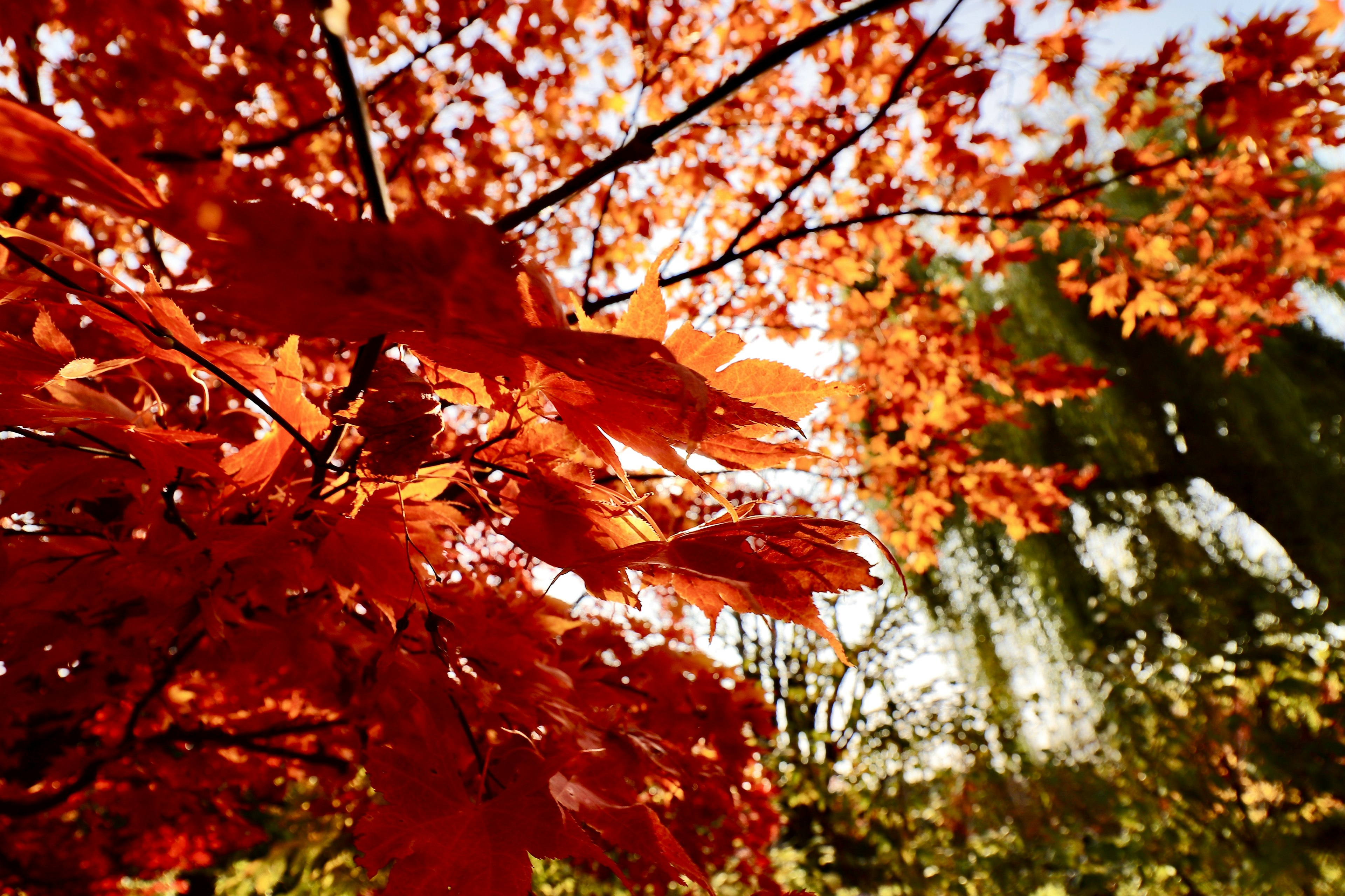 Foglie rosse vivaci illuminate dalla luce autunnale