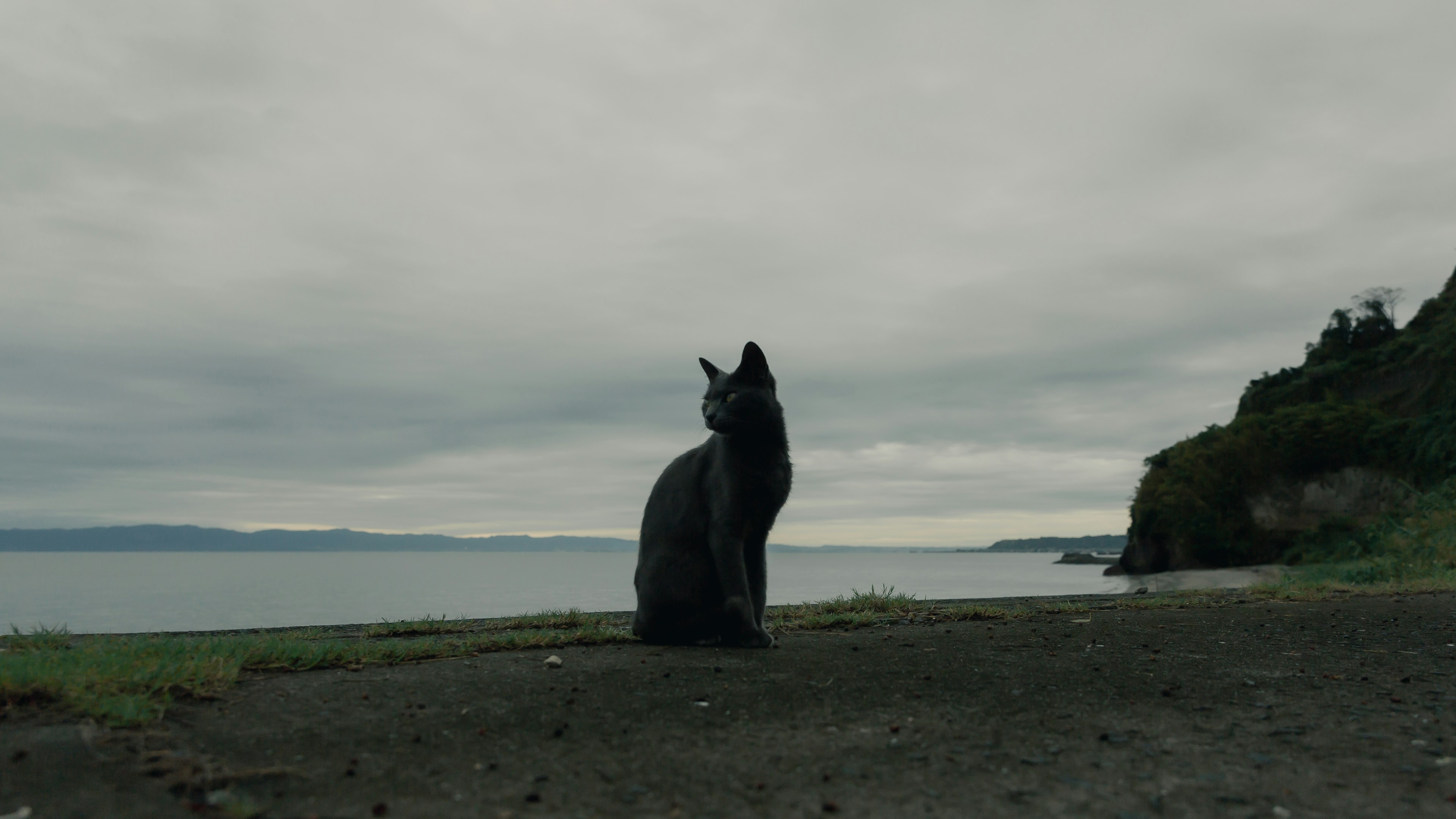 Silhouette of a black dog sitting on the coast