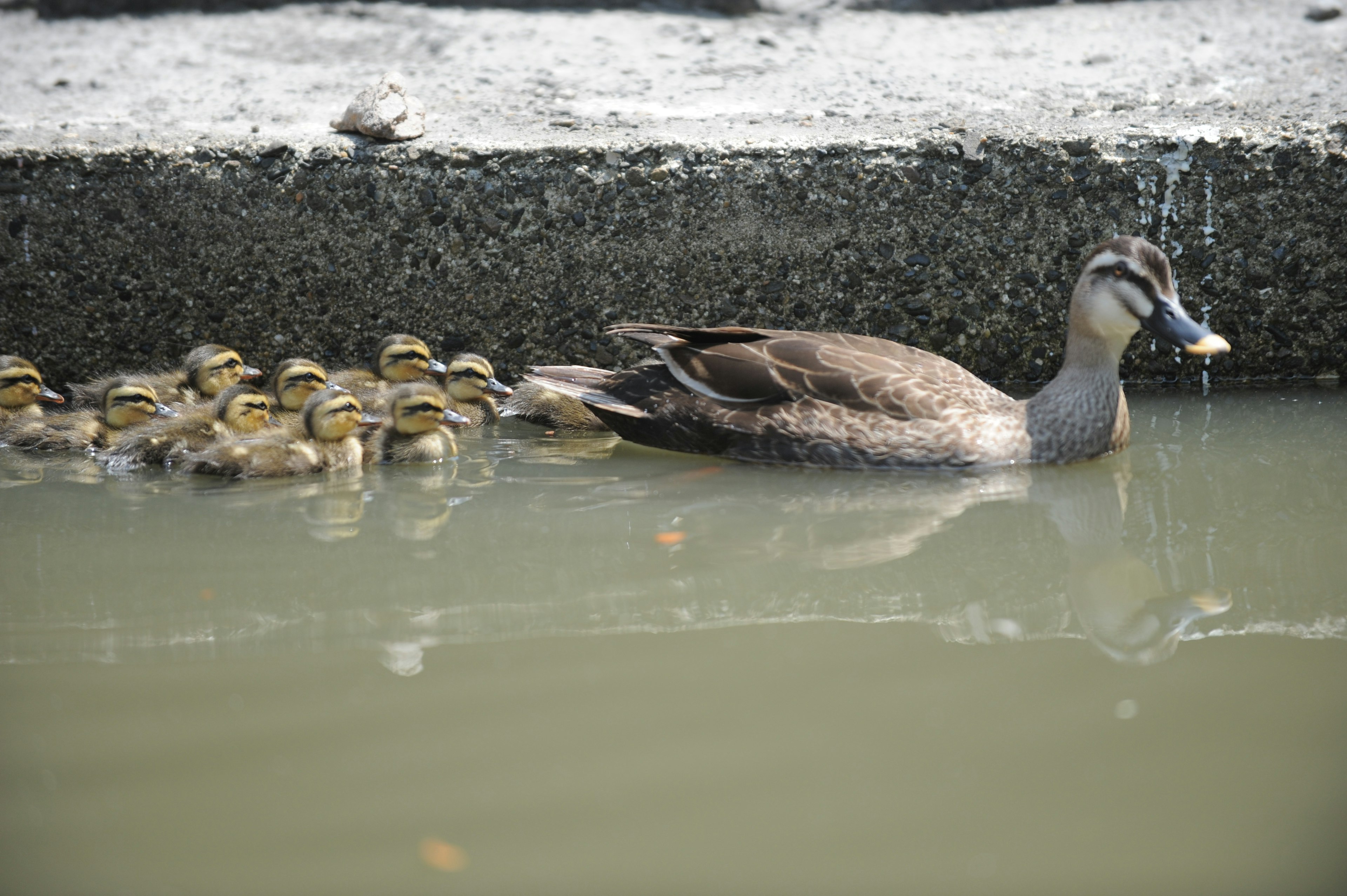 A mother duck swimming with her ducklings in the water