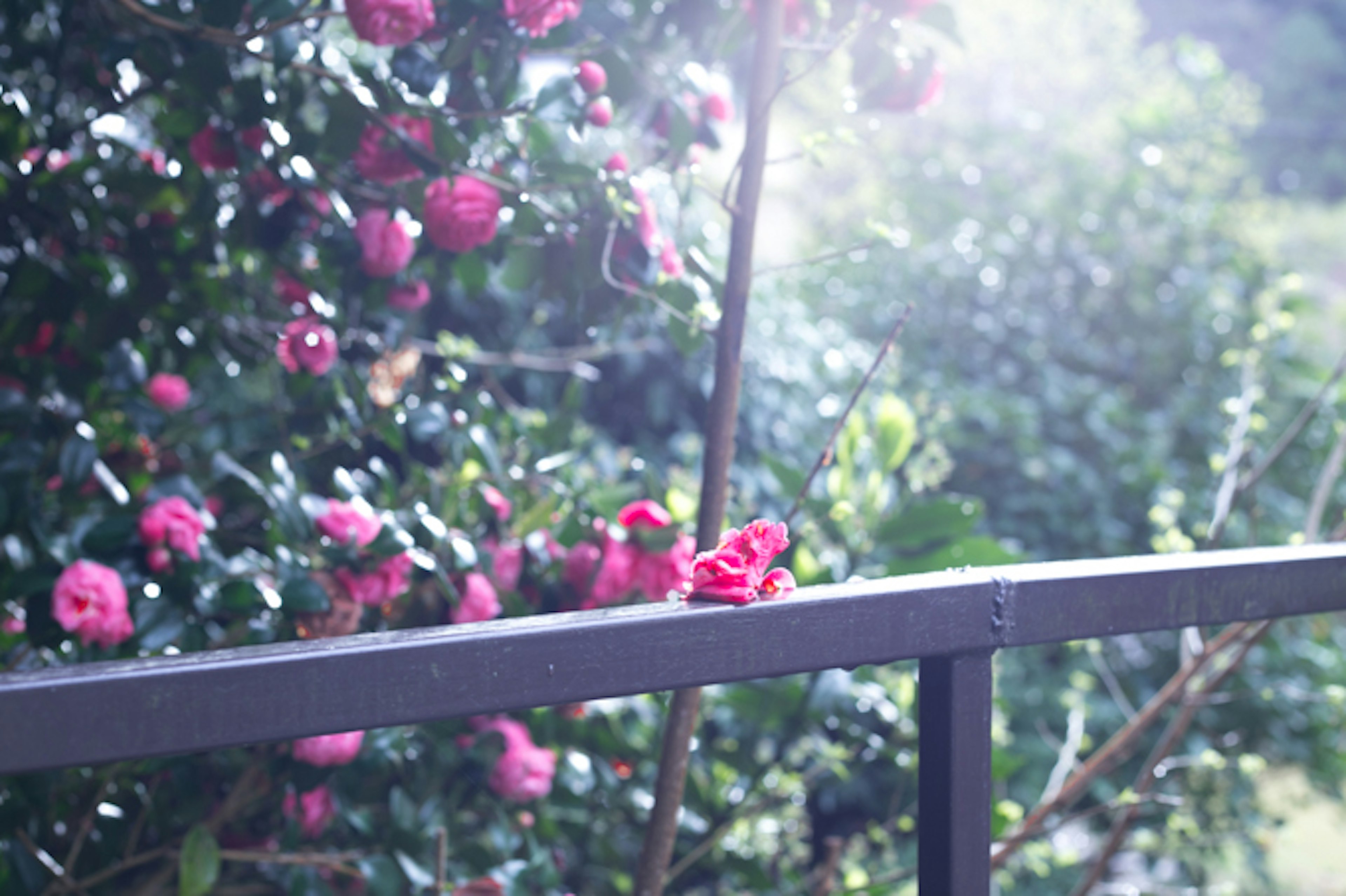 緑の背景にピンクの花が咲いている風景の写真