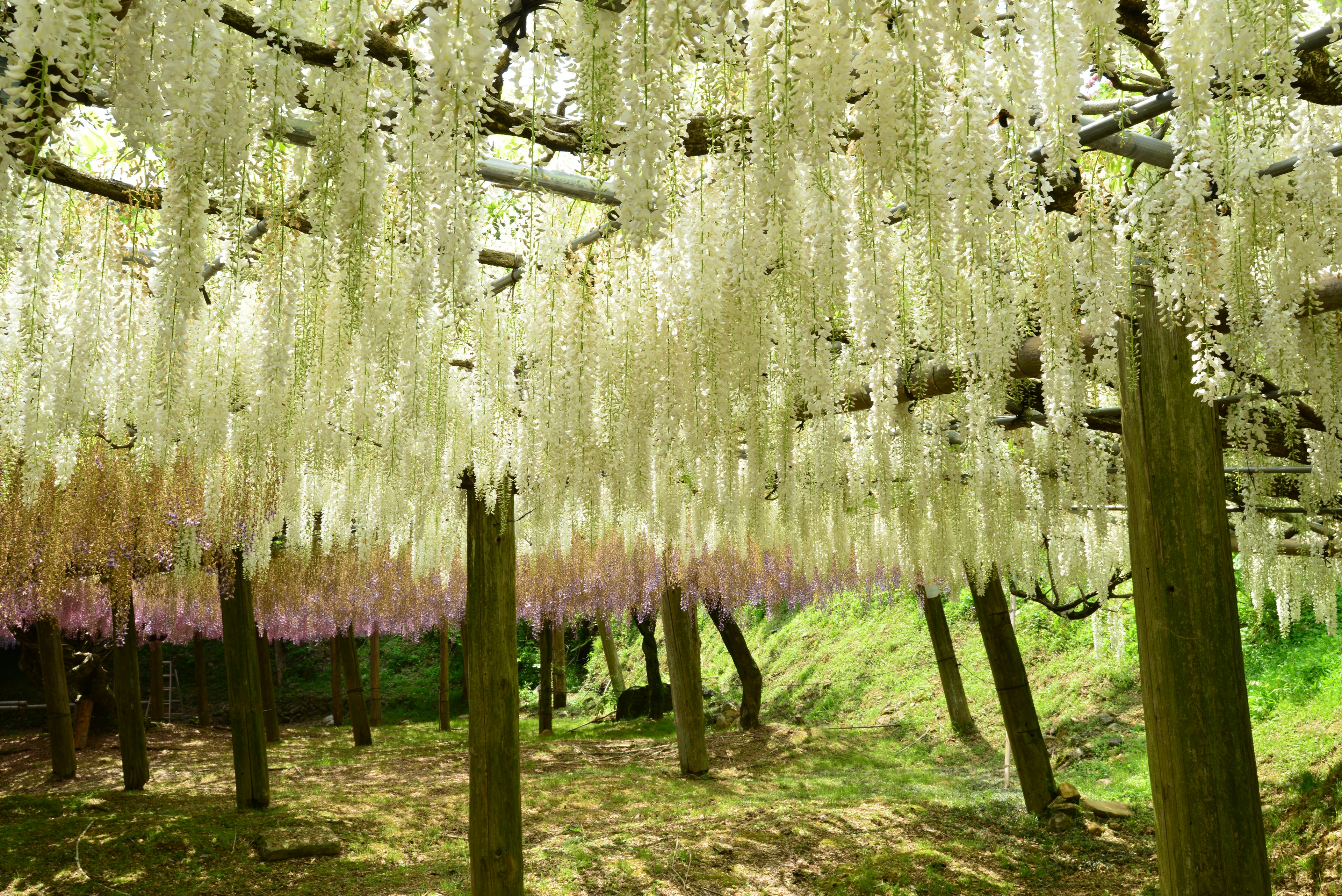 Hermoso túnel de flores de glicinia colgantes