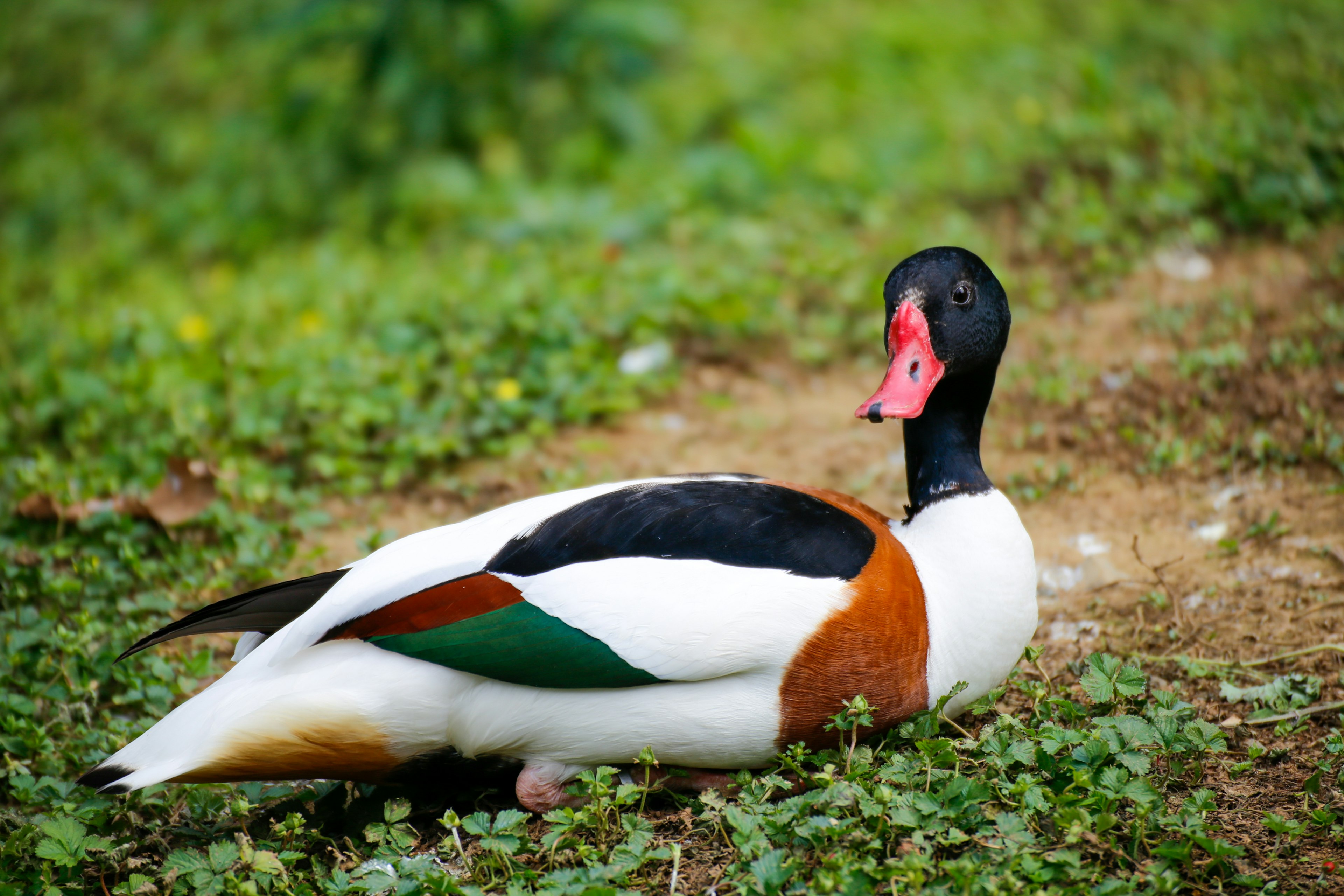 Ente mit schwarzem Kopf und rotem Schnabel, die auf dem Gras ruht