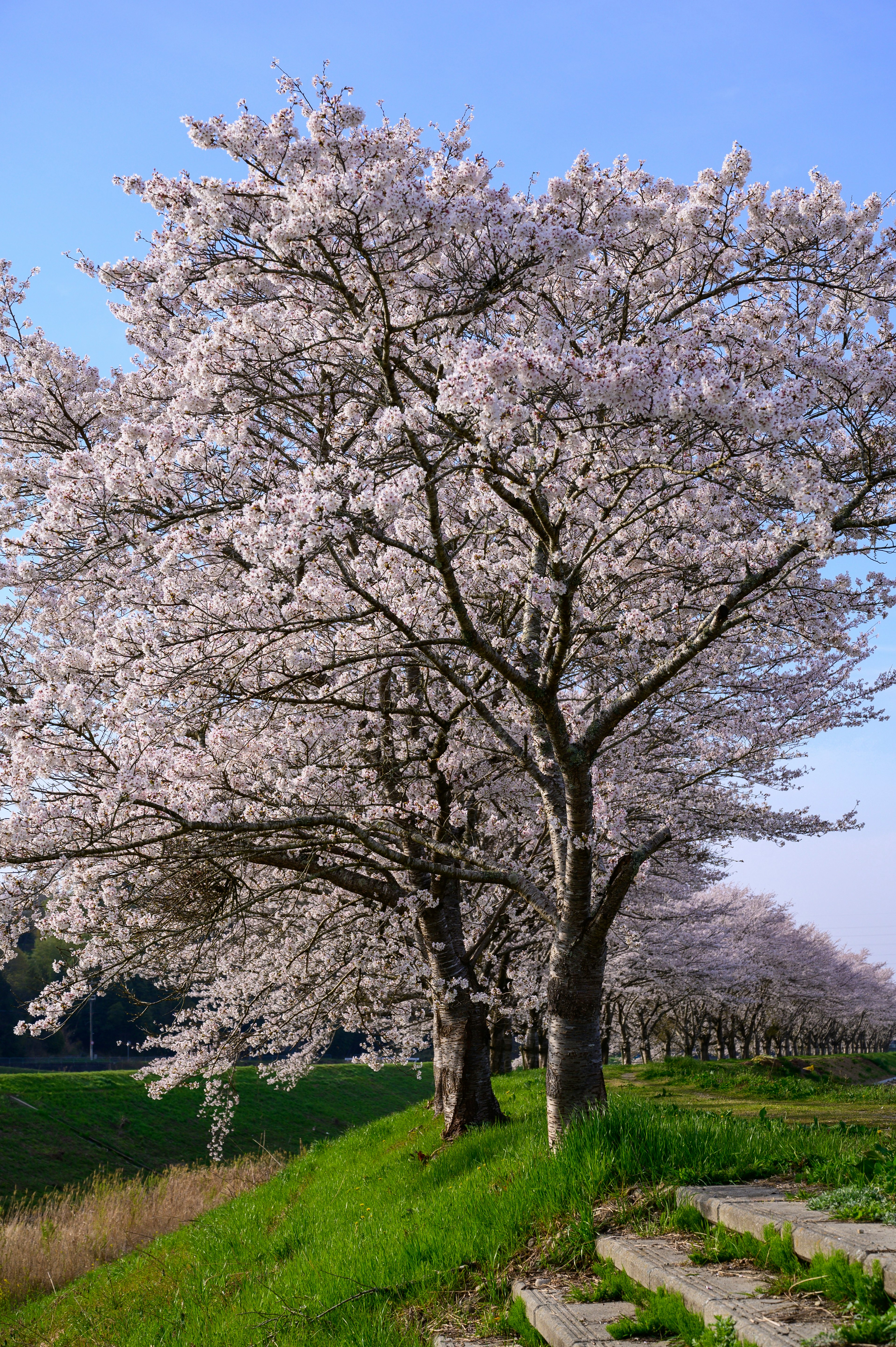 Alberi di ciliegio in piena fioritura sotto un cielo blu con erba verde lussureggiante