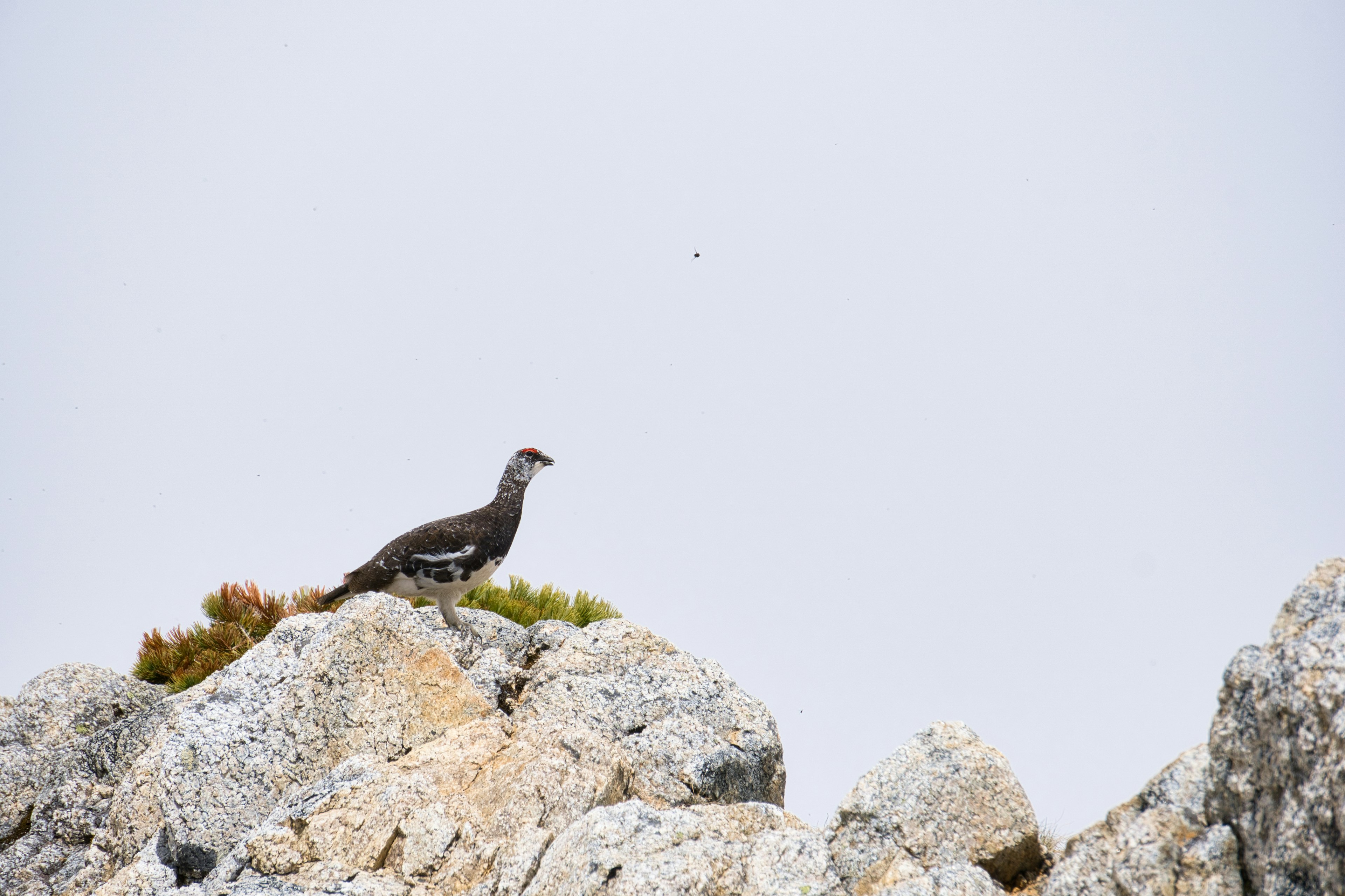 Un ave de pie sobre una roca con un fondo natural