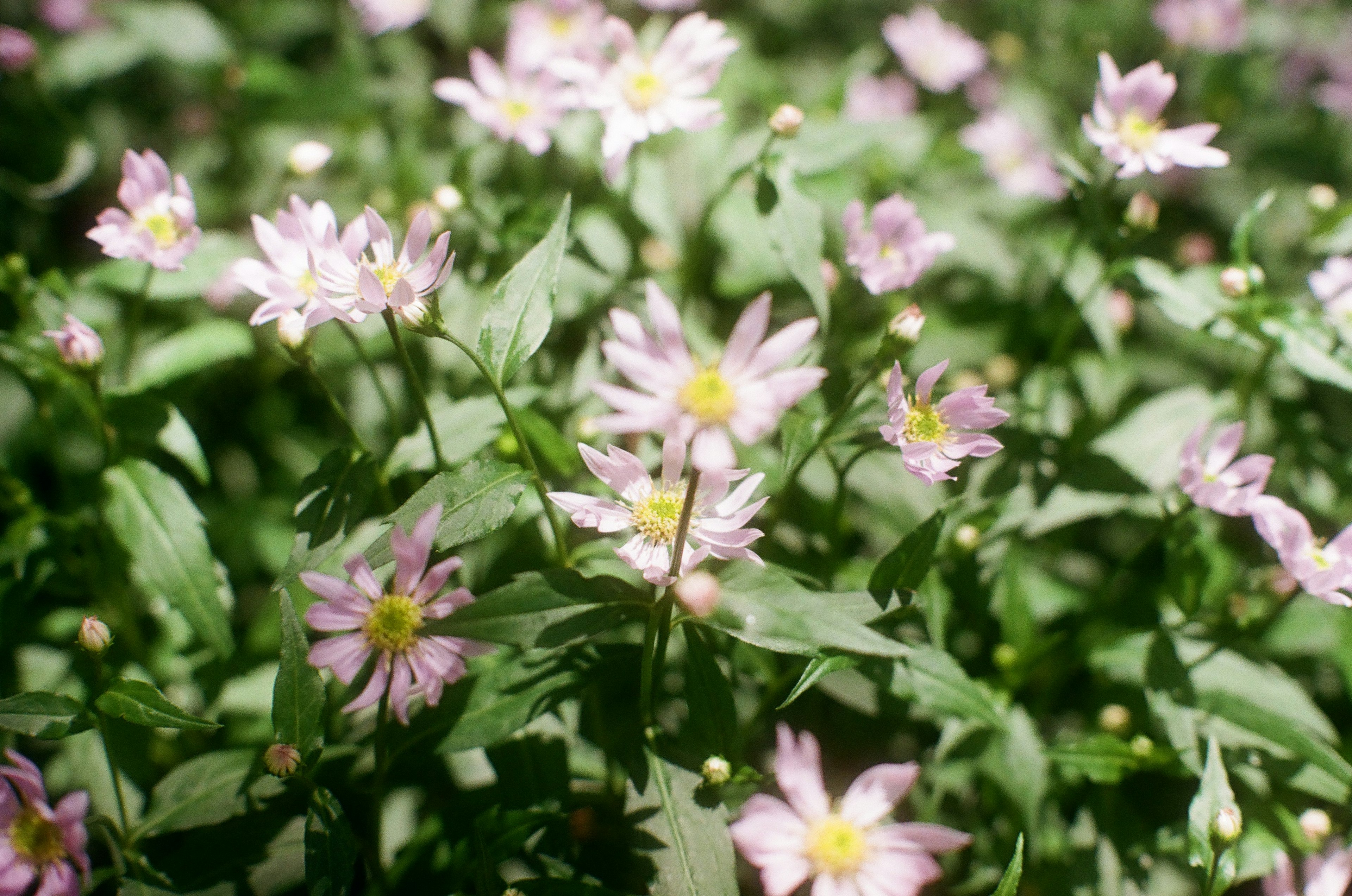 Pemandangan bunga pink dikelilingi daun hijau