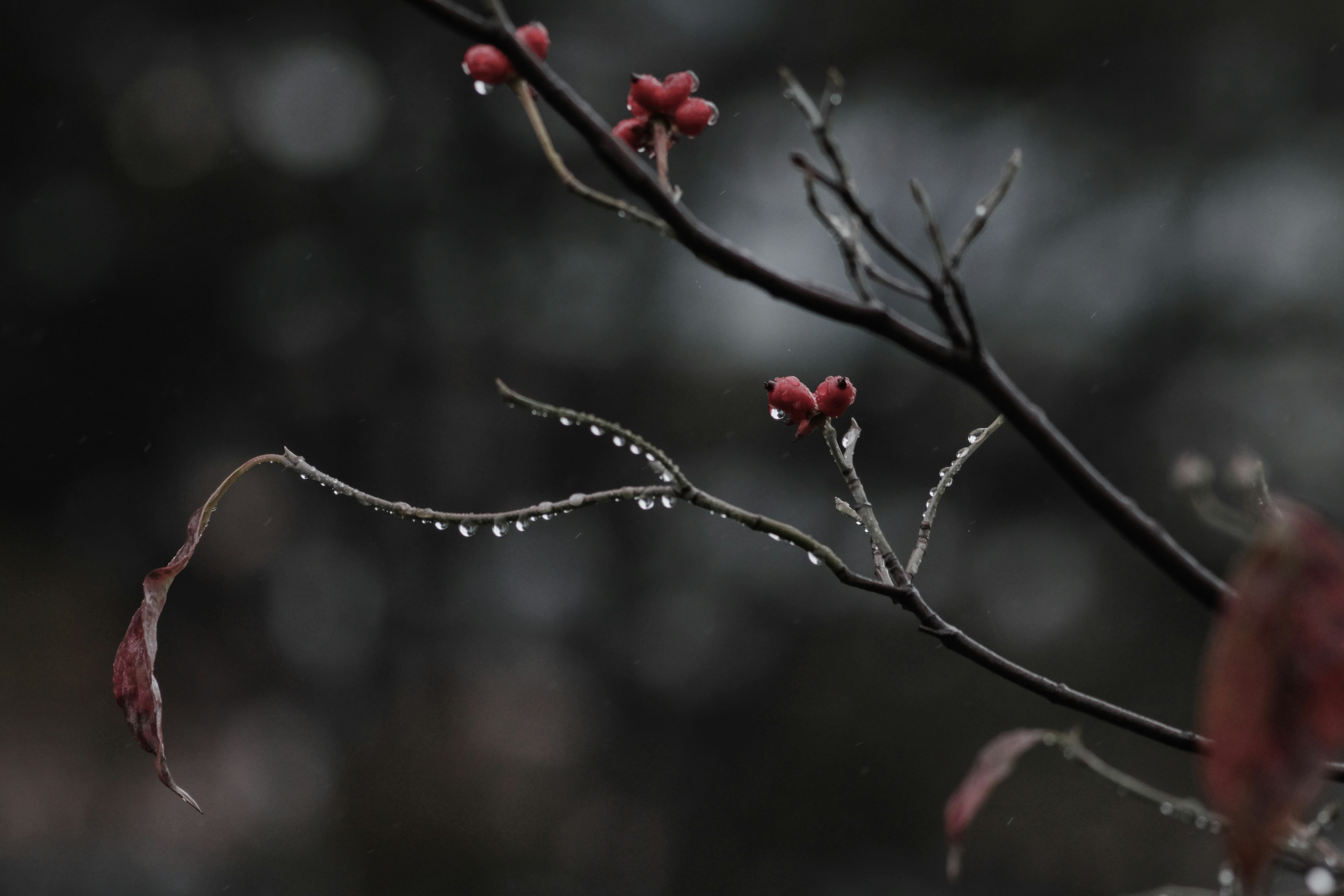 特寫一根帶有紅色漿果和水滴的樹枝