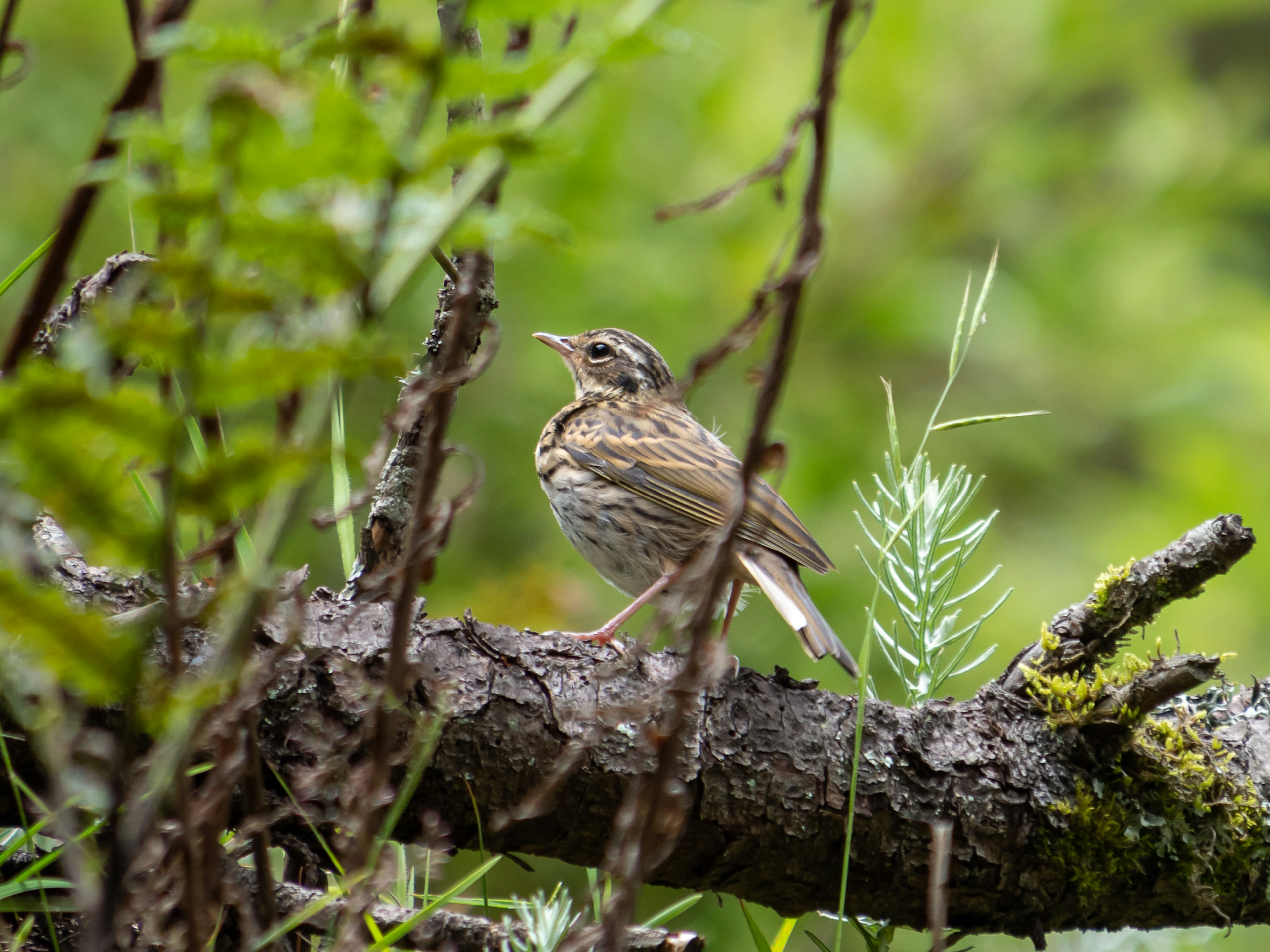 Petit oiseau debout sur une branche avec un fond vert