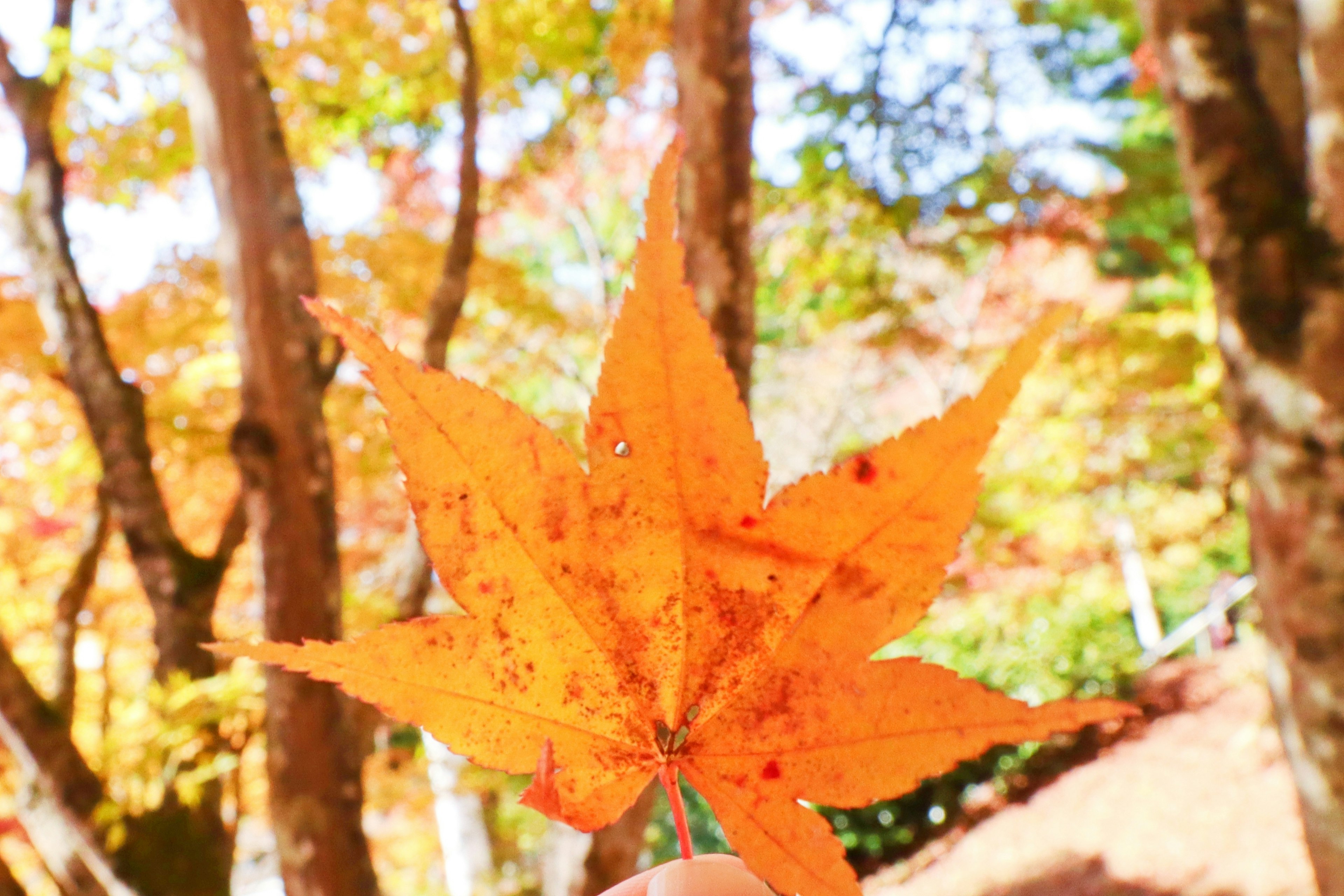 A vibrant orange maple leaf held in hand