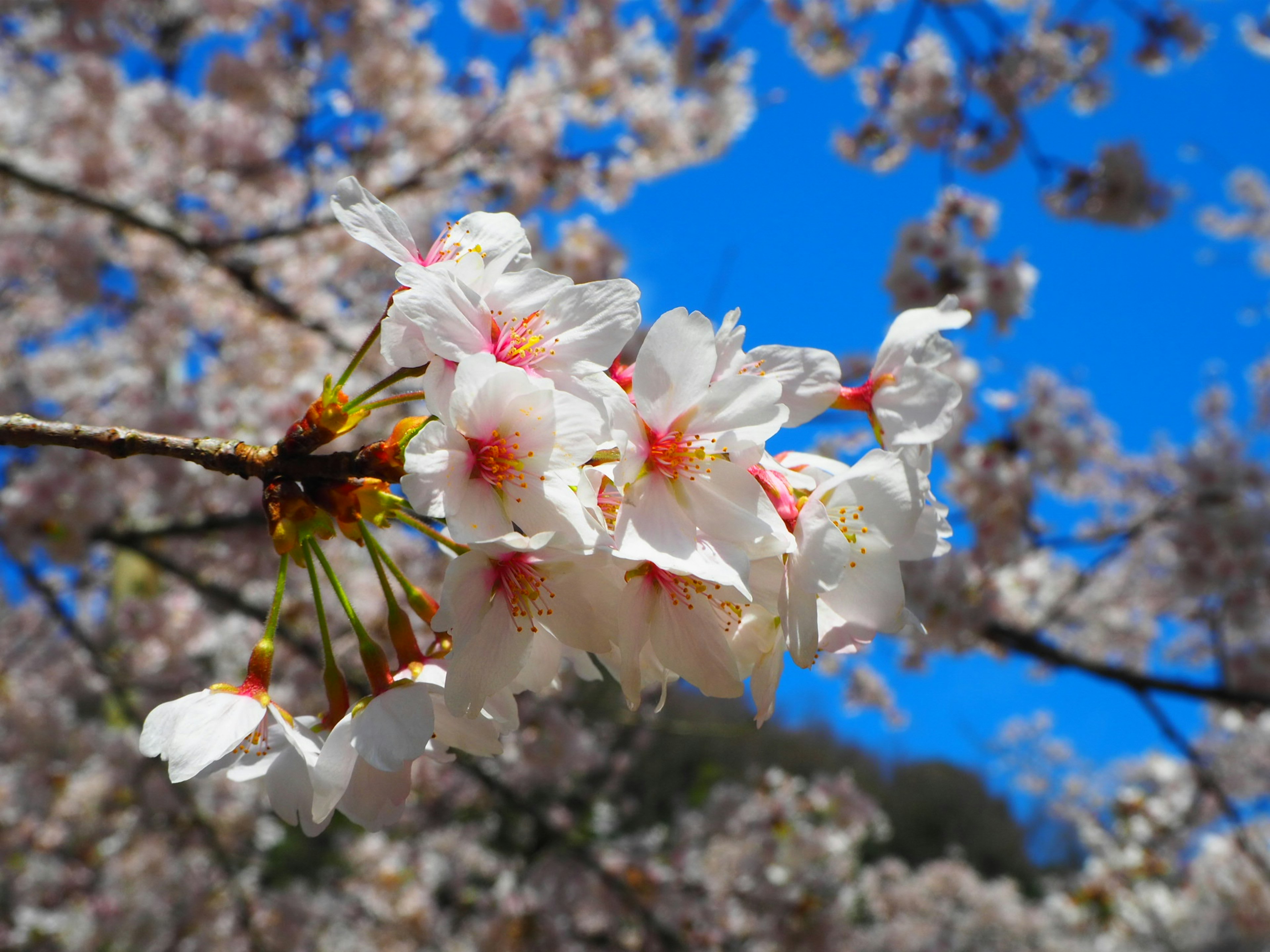 Fleurs de cerisier en pleine floraison sous un ciel bleu clair