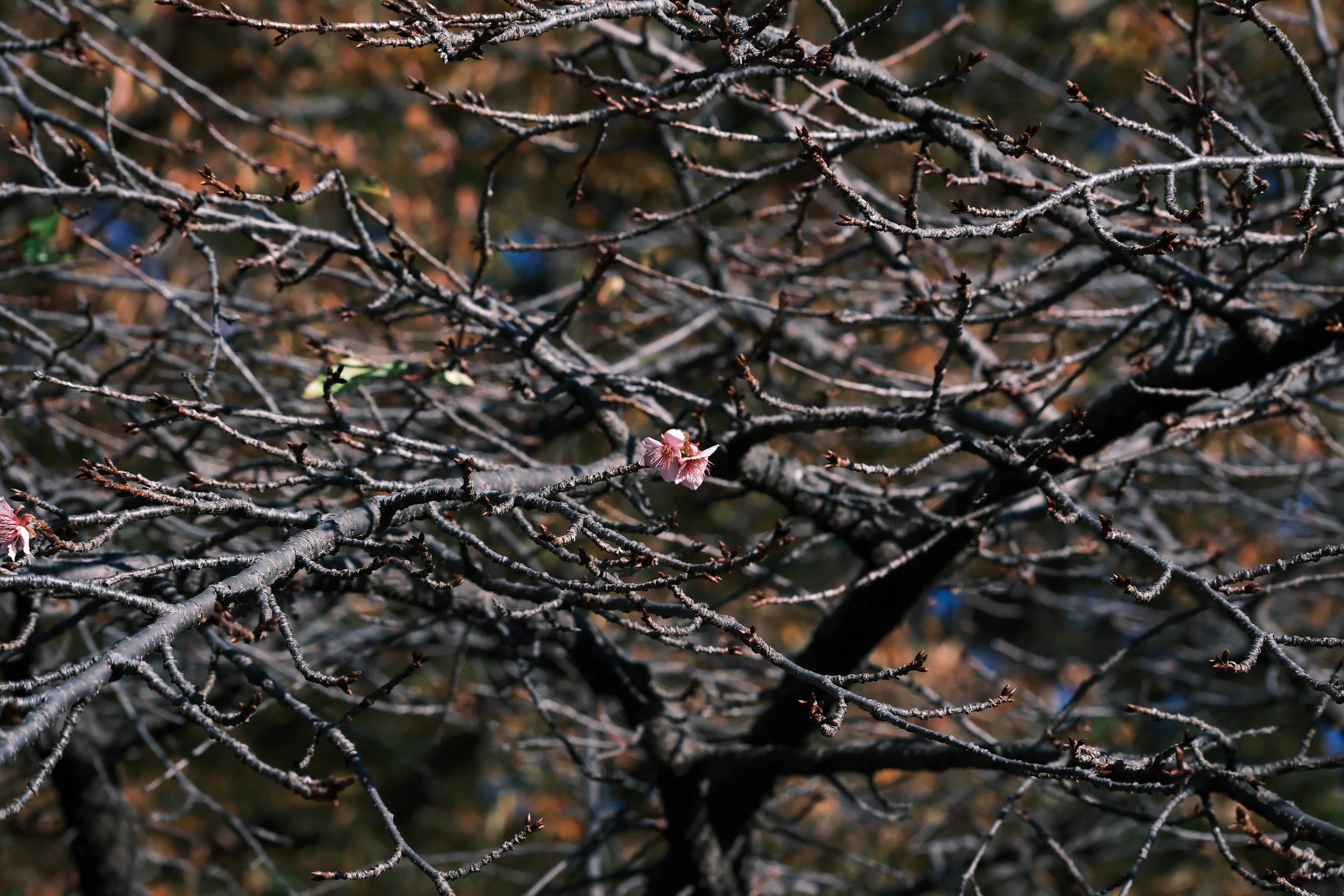 A landscape featuring thin pink flowers and blue fruits on bare branches