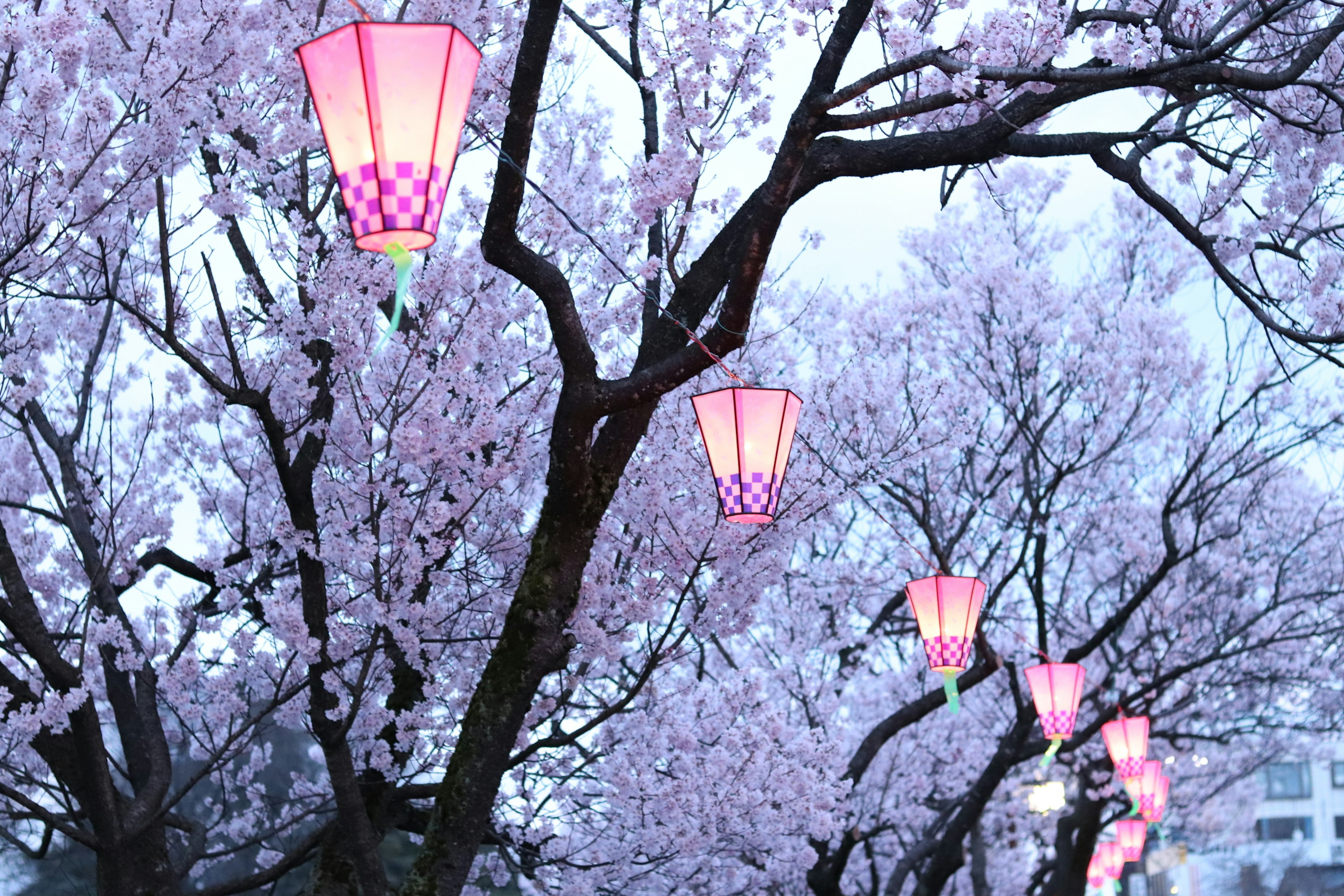 Cherry blossom trees adorned with pink lanterns