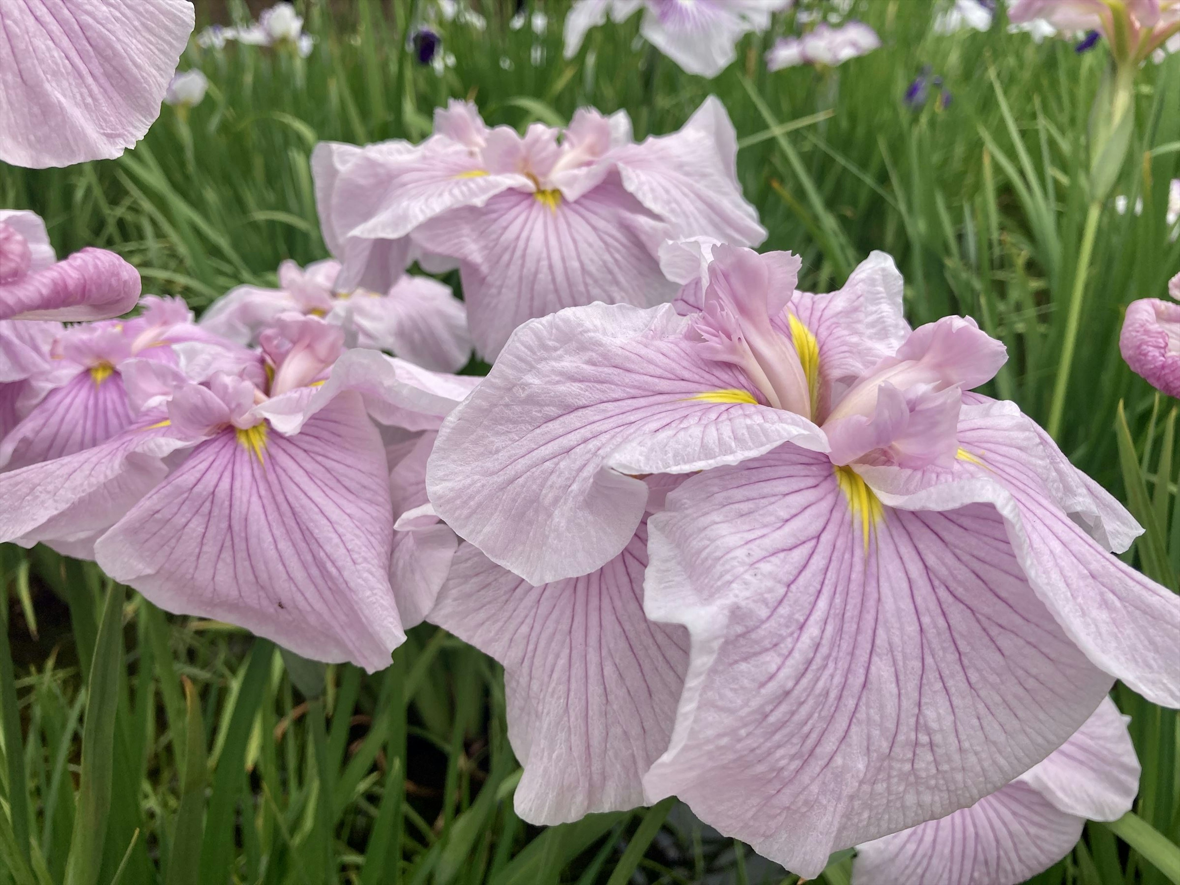 Ansammlung schöner Iris mit hellvioletten Blütenblättern