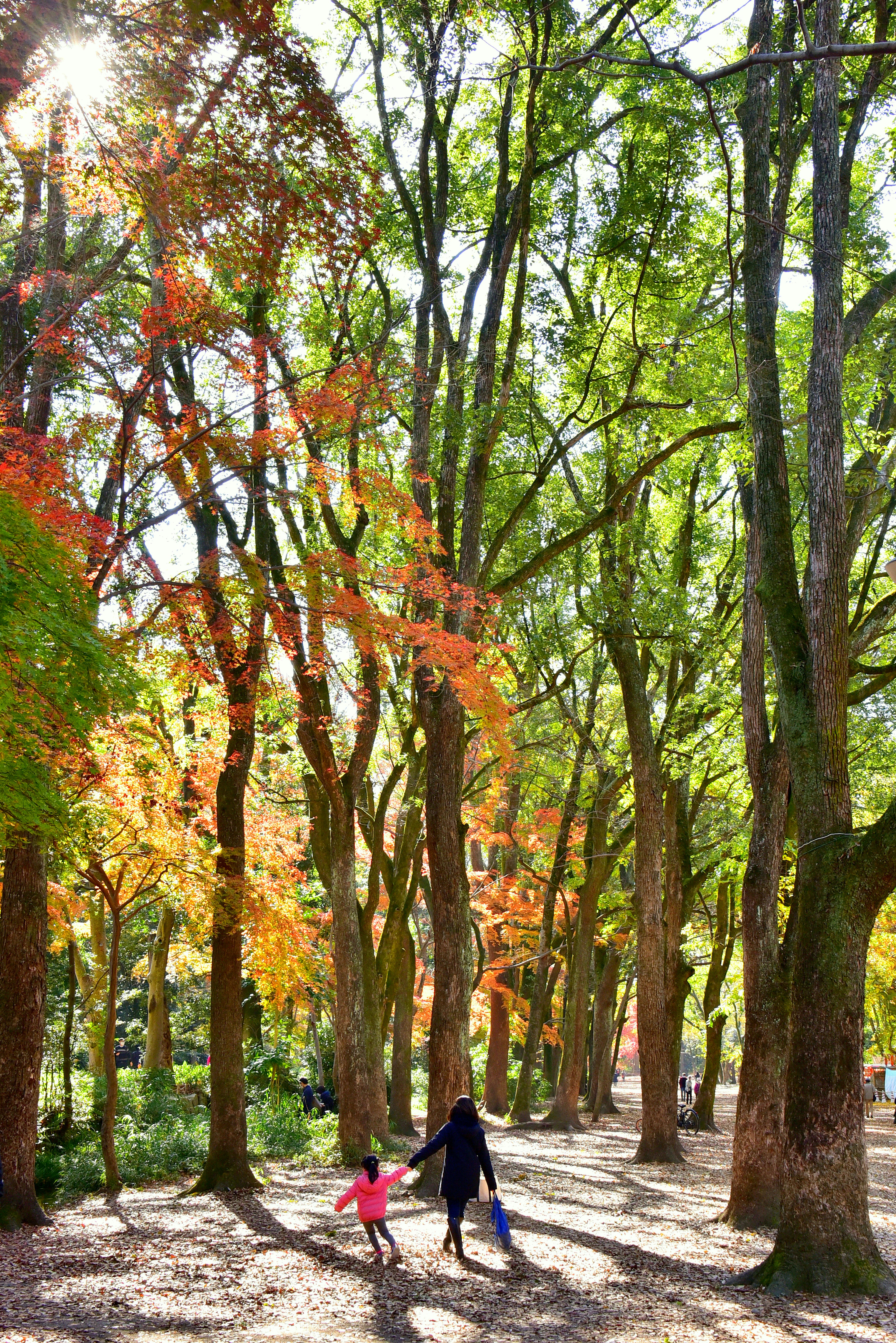 Un genitore e un bambino che camminano tra alberi autunnali colorati