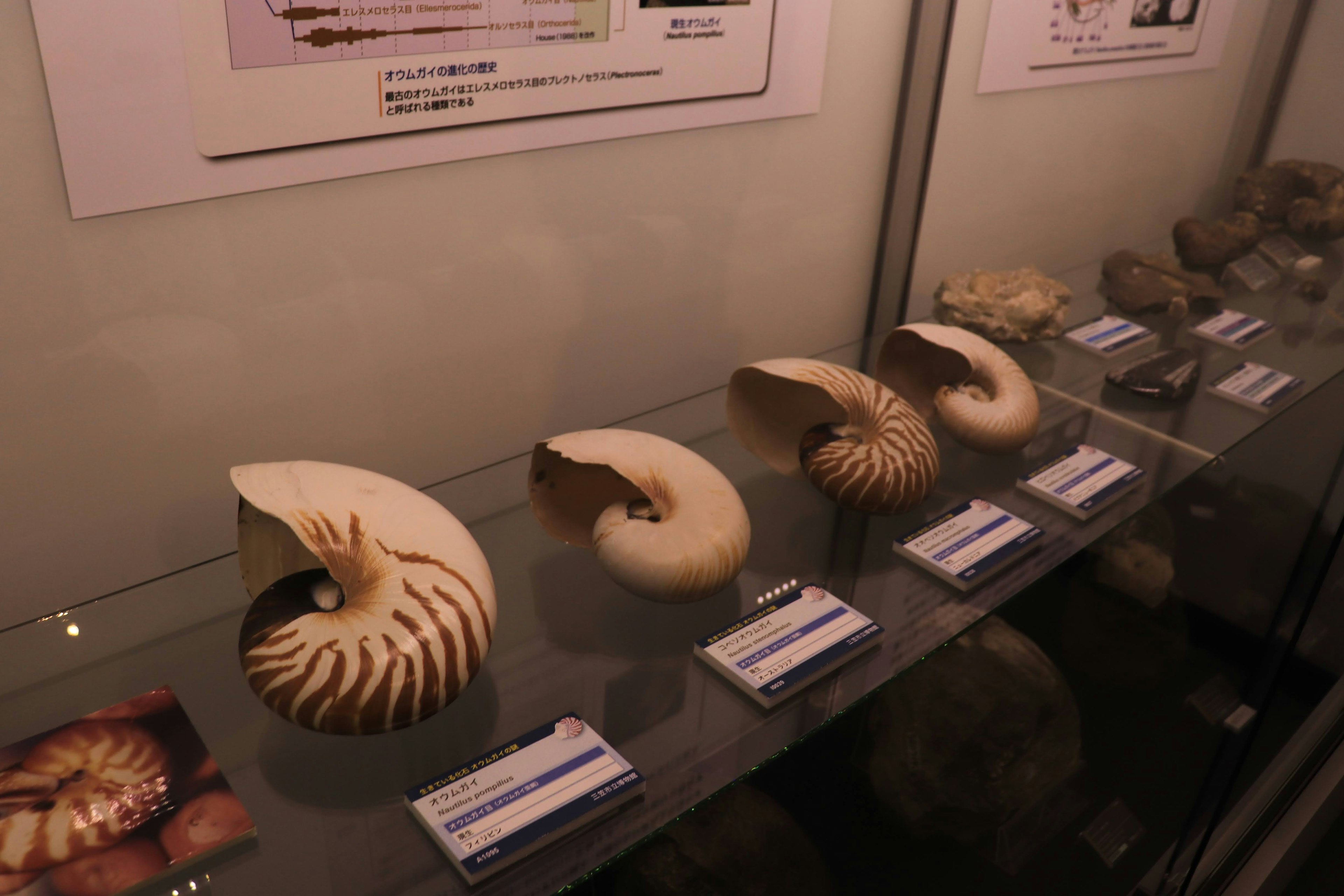 Five different nautilus fossils displayed in a showcase