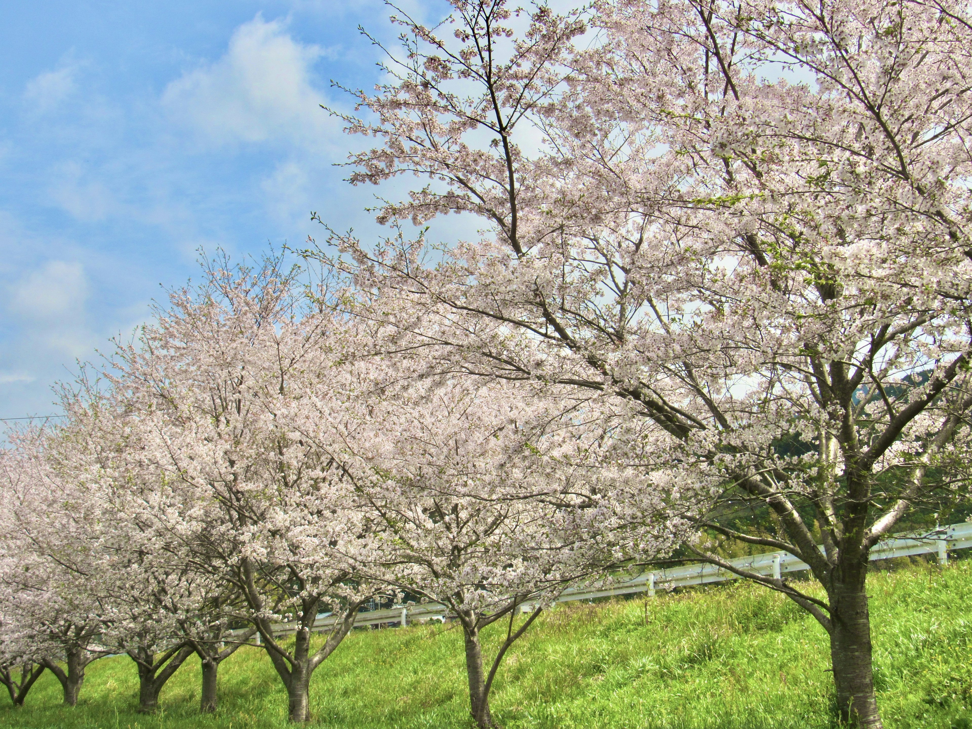 Row of cherry blossom trees with pink flowers and blue sky