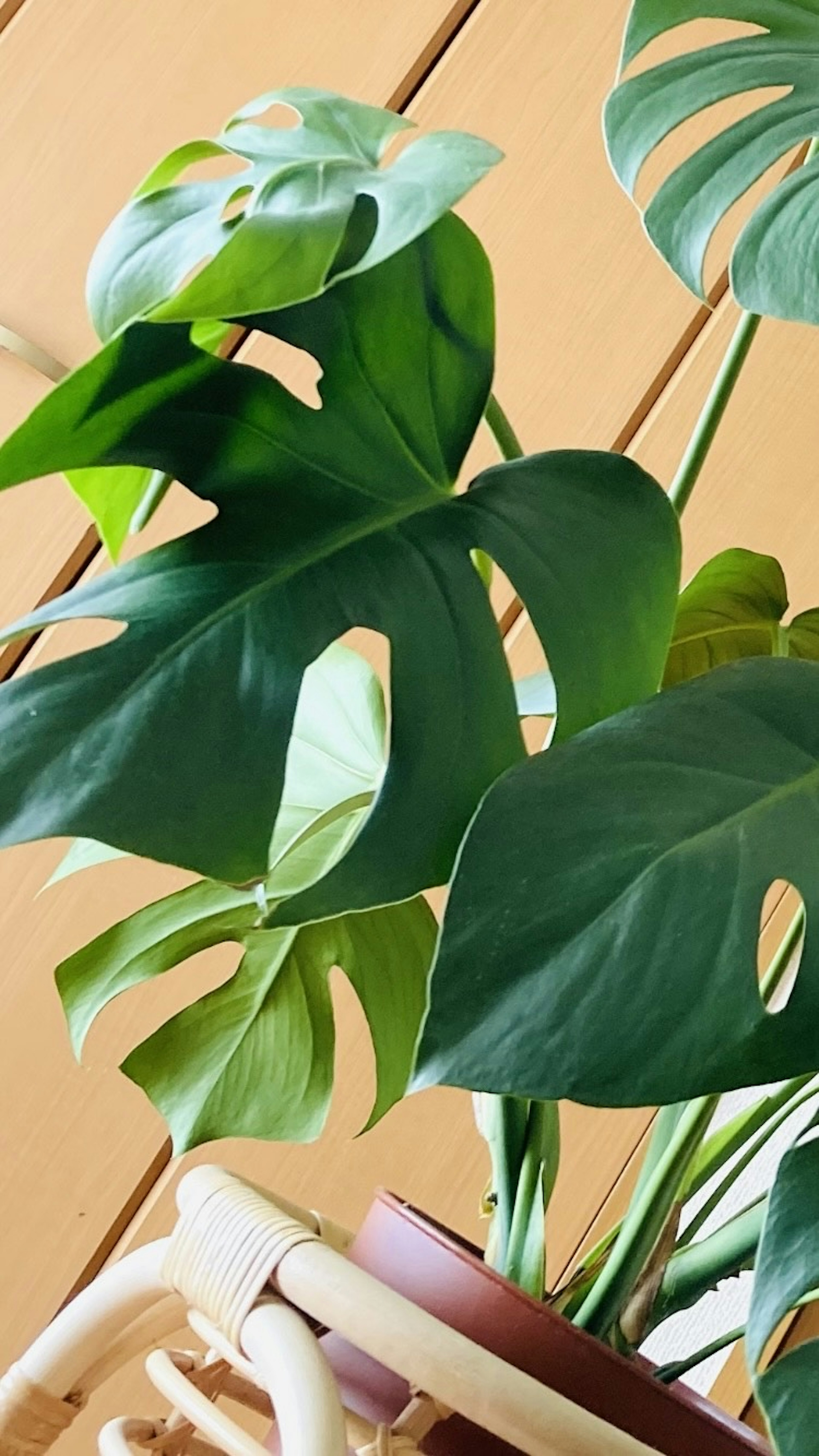 Close-up of Monstera leaves showcasing their unique shapes and vibrant green colors