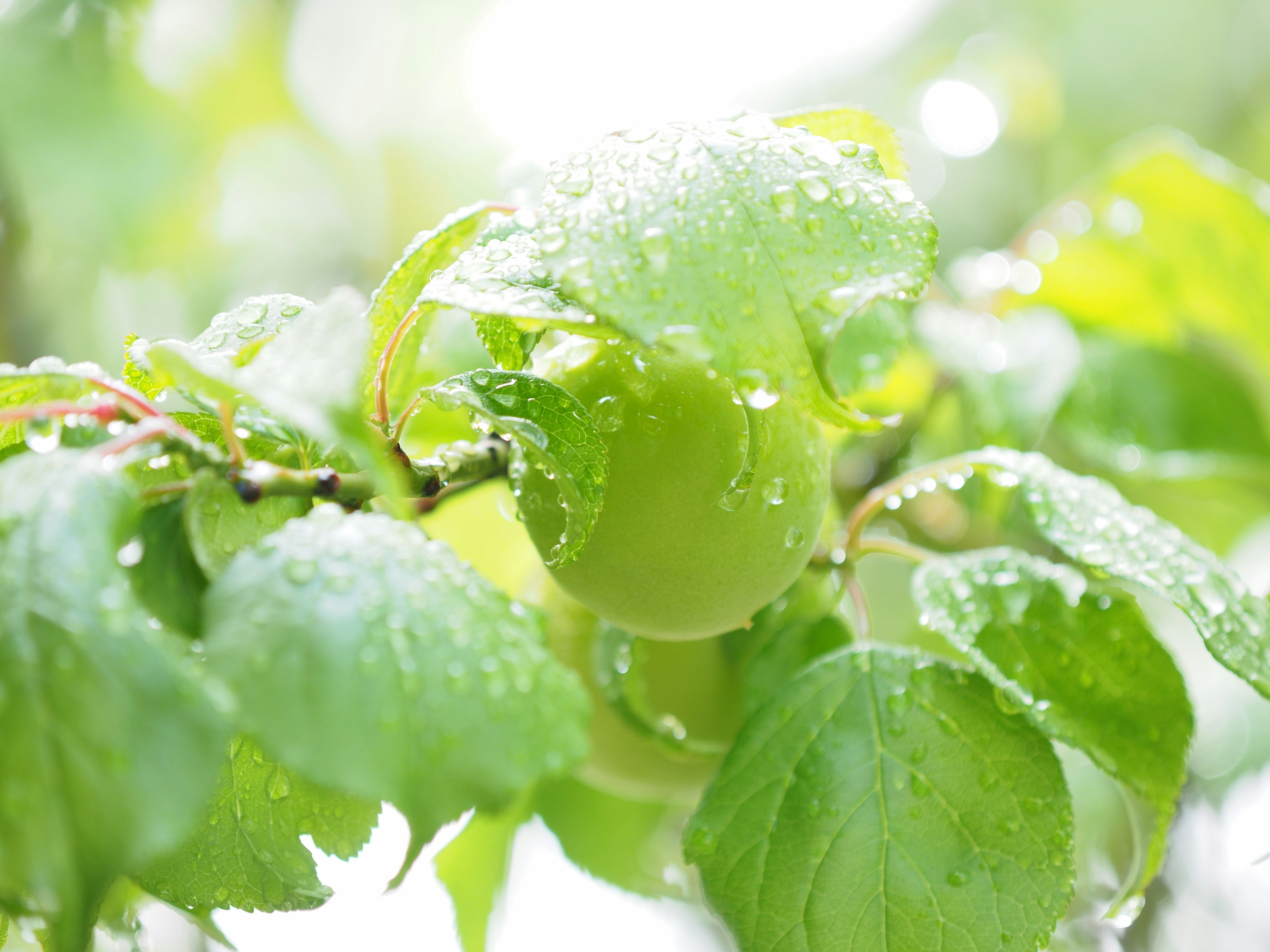 Green fruit covered in droplets on lush green leaves