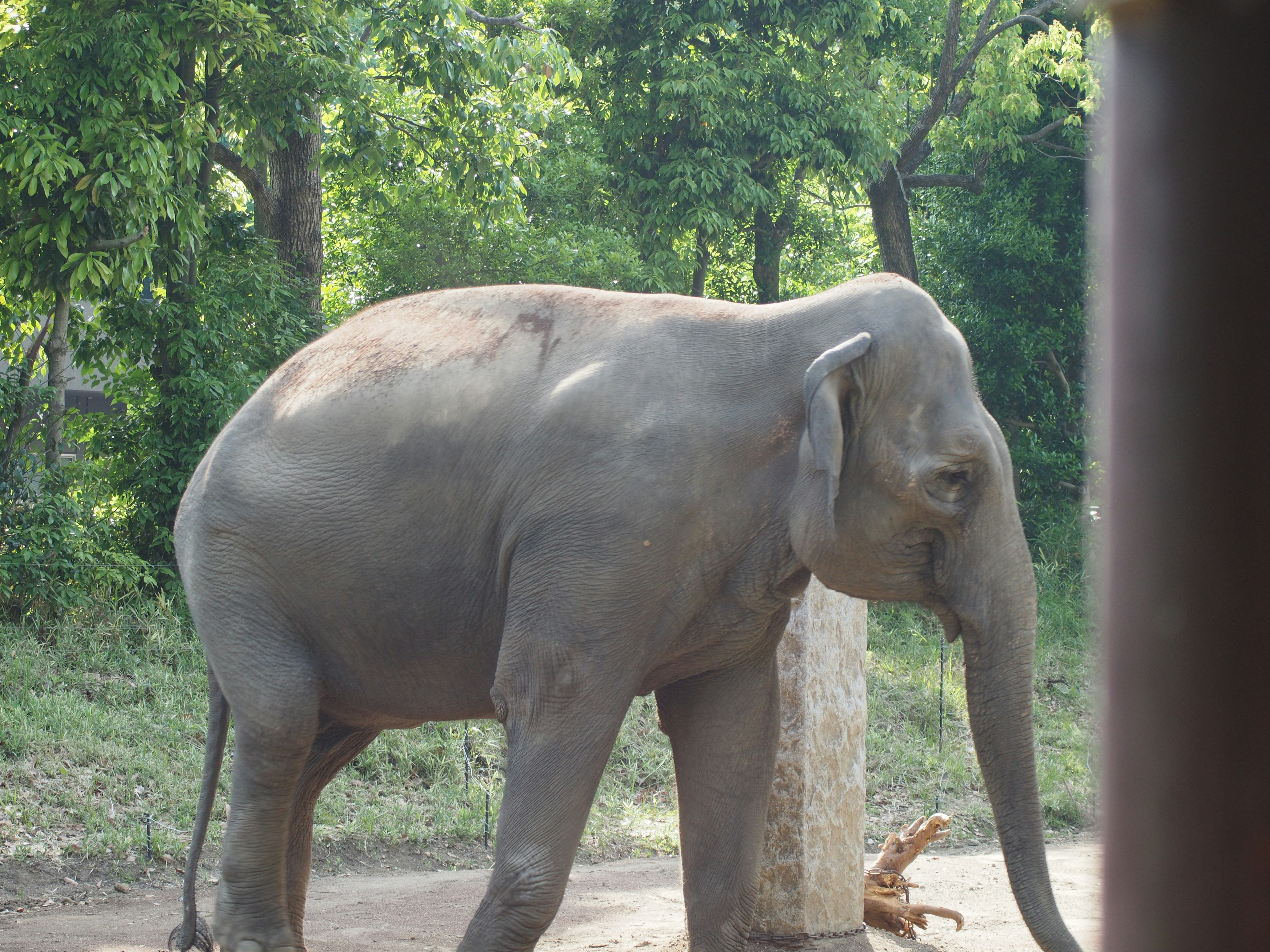 Nahaufnahme eines asiatischen Elefanten, der in einem Zoo mit grünem Hintergrund geht