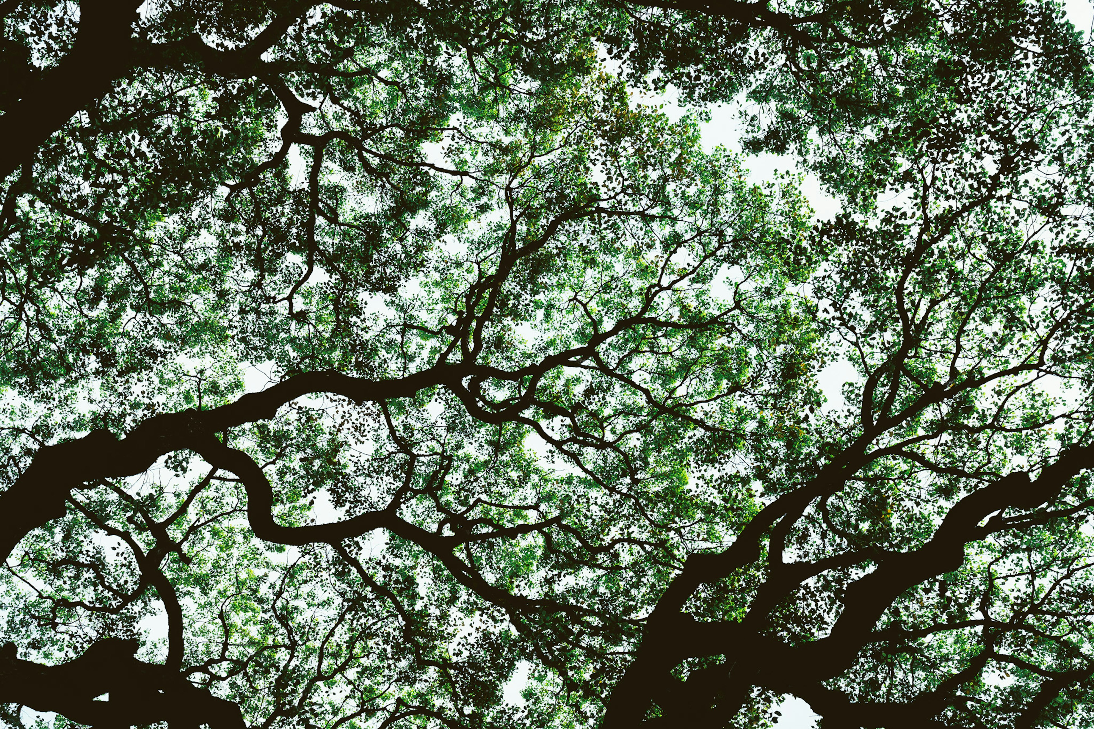 Aerial view of tree branches and green leaves intersecting