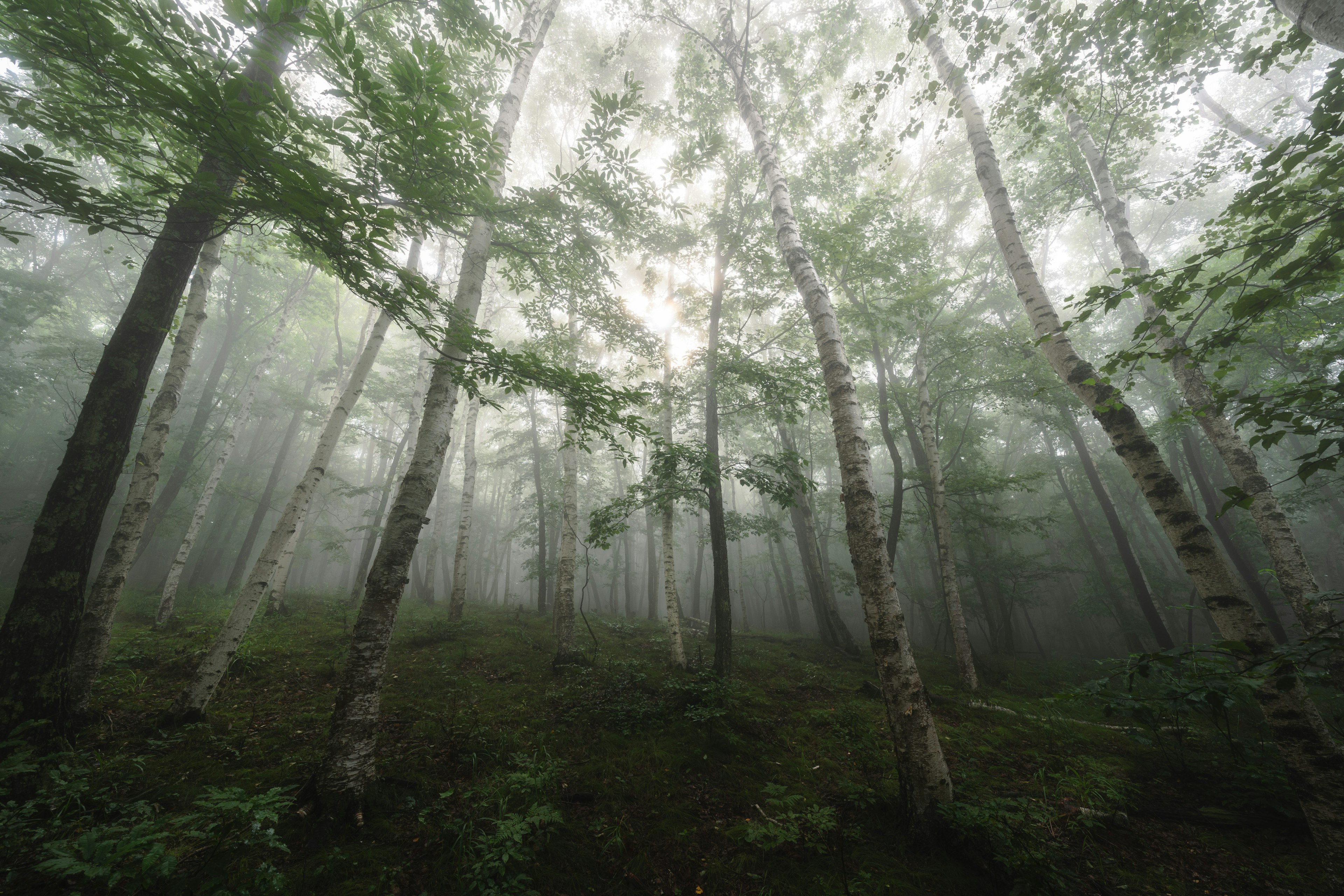 Une forêt brumeuse avec des arbres hauts s'élevant vers le ciel