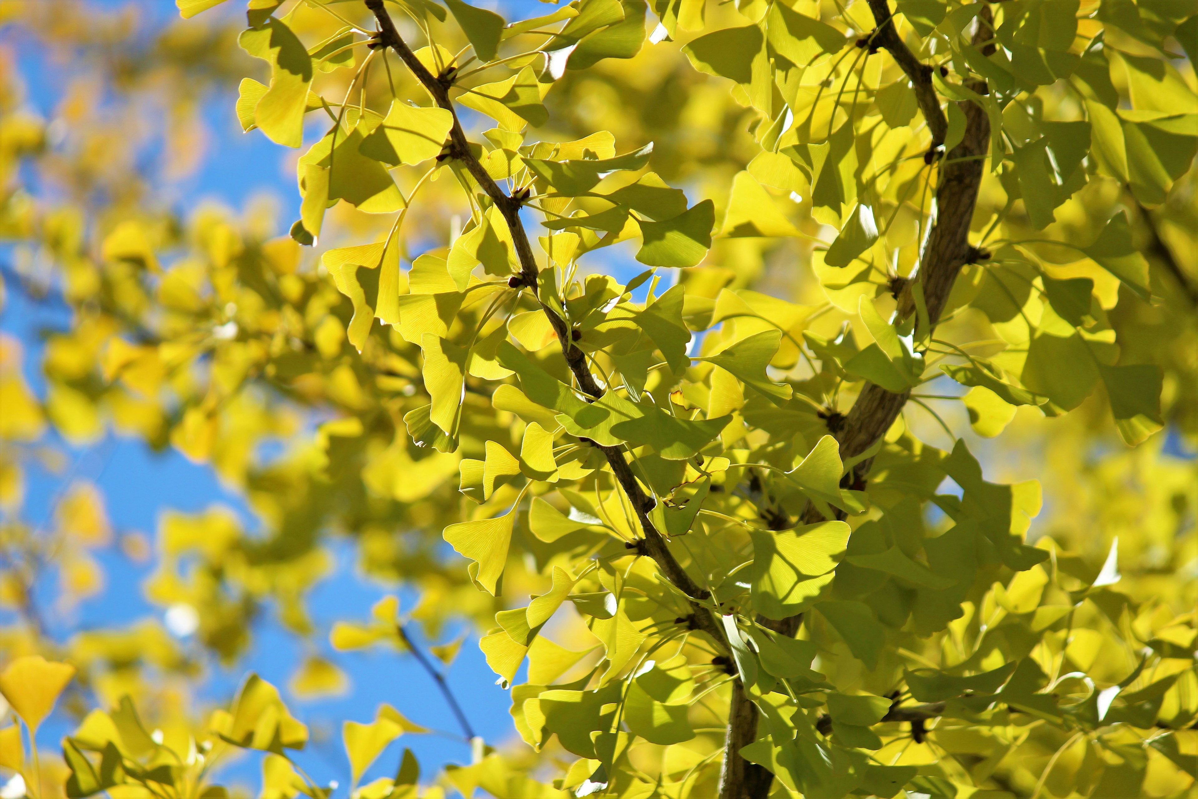 Close-up of bright yellow leaves against a clear blue sky