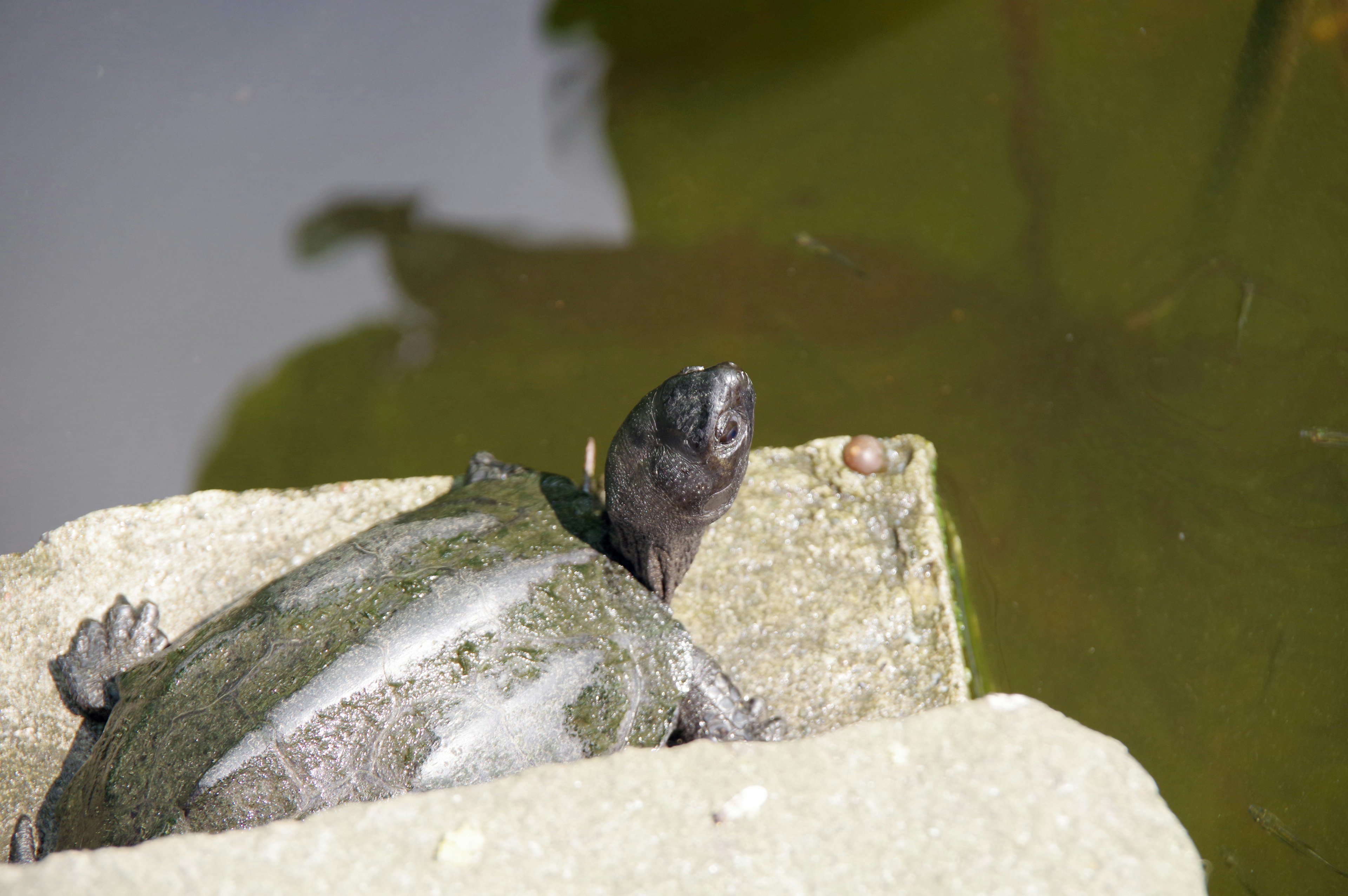 Eine Schildkröte, die auf einem Felsen am Wasser ruht